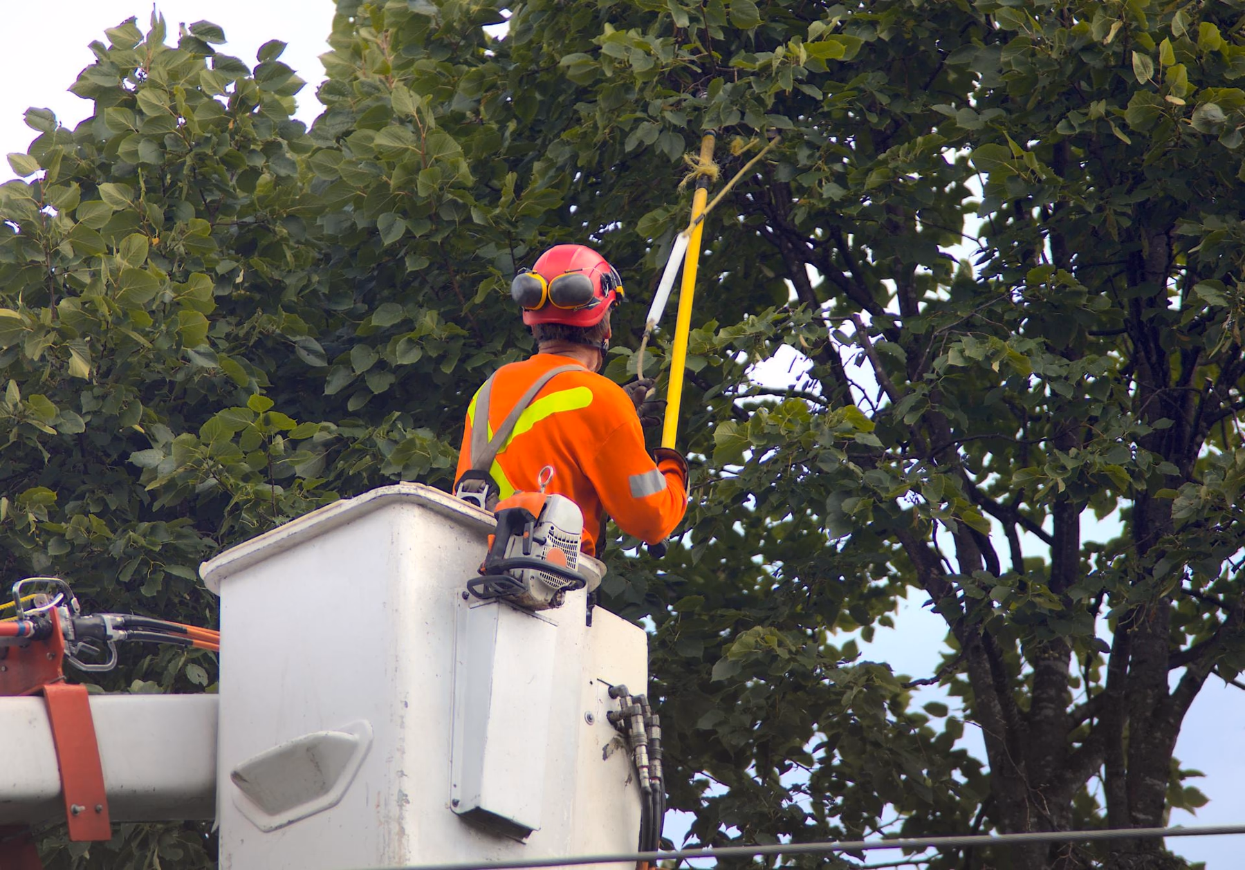 Arborist in a bucket truck working with a pole saw