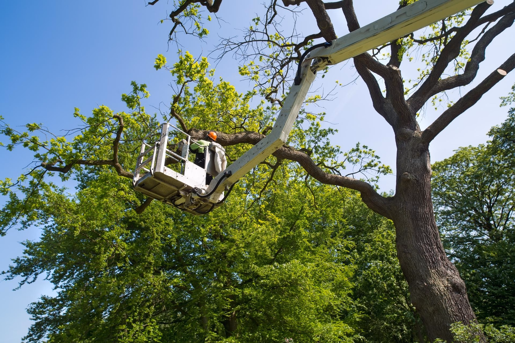 Arborist in a bucket lift cutting branches from a large tree