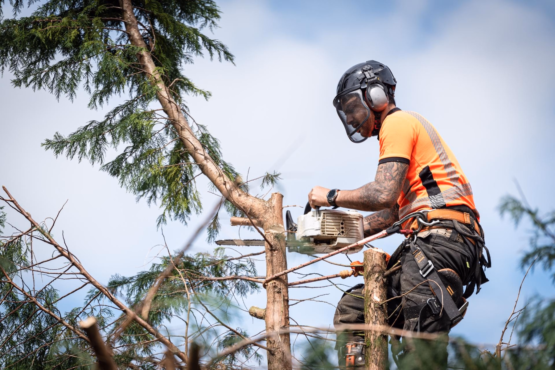 Arborist in a helmet cutting the top from a conifer
