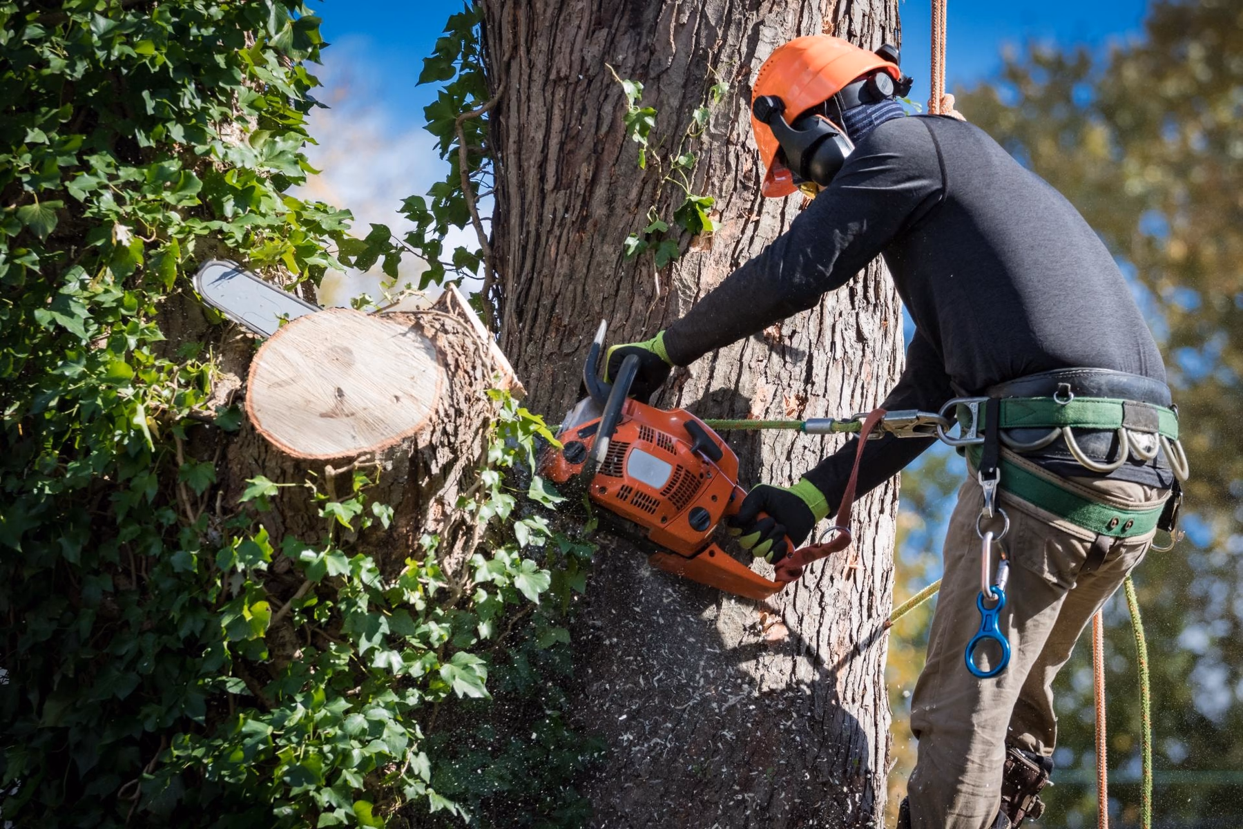Climber cutting through a trunk with a chainsaw