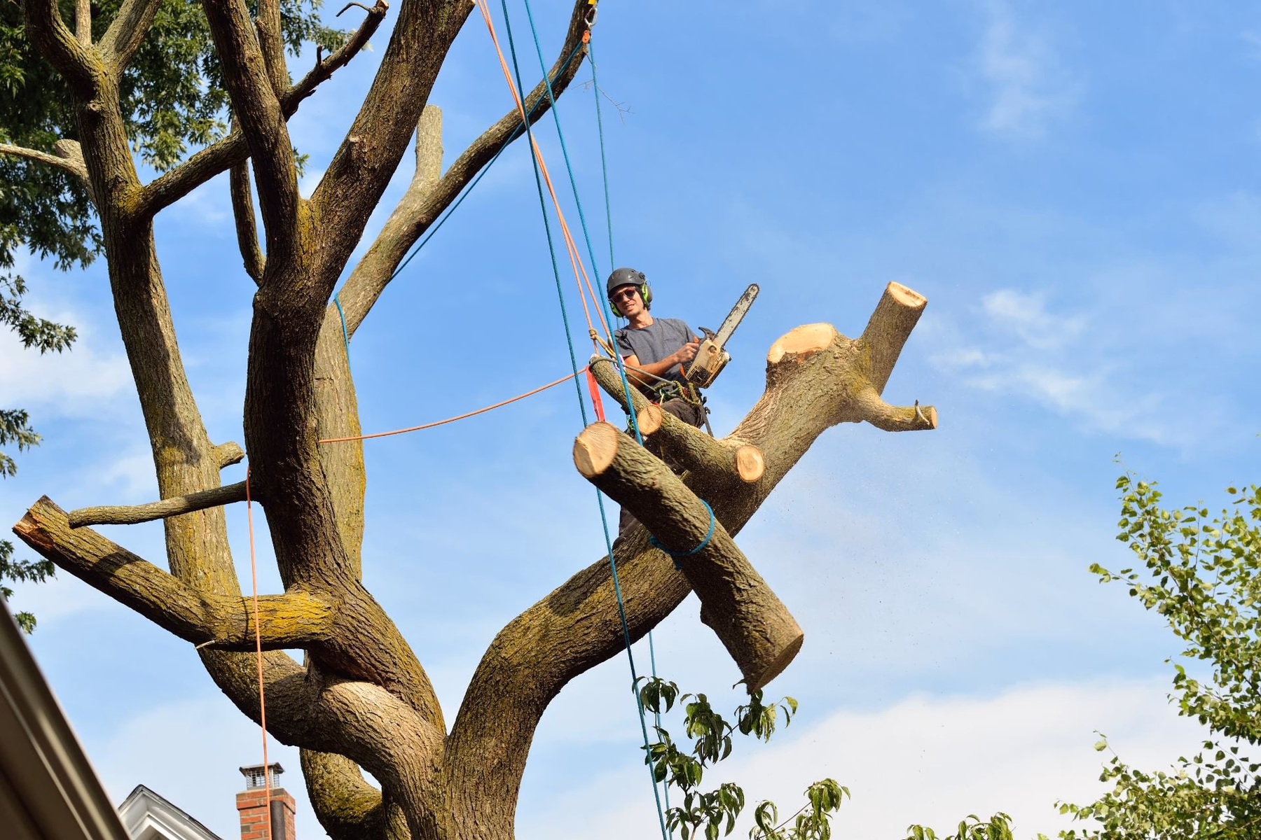 Climber working on the cut-back limbs of a reduced tree