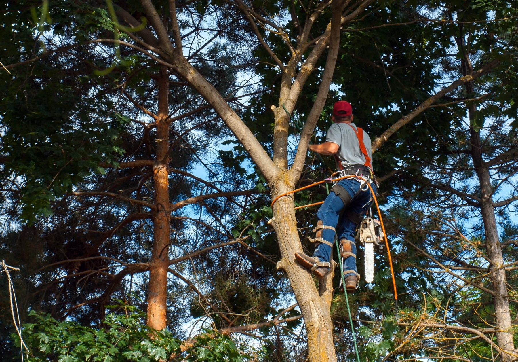Climber roped into a tree canopy, pruning