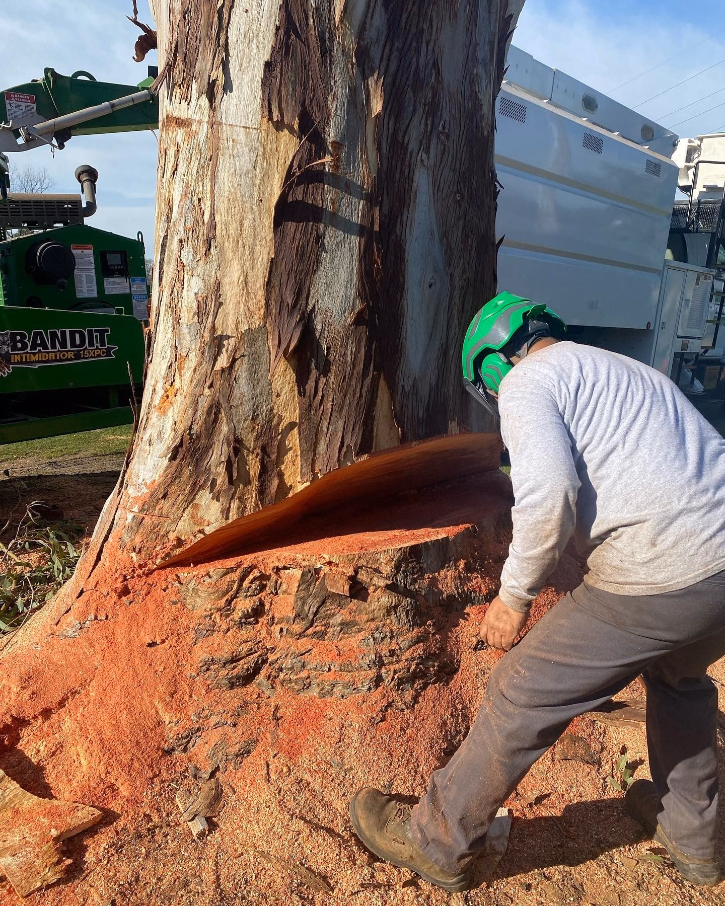 Environmental Tree Service crew cutting a eucalyptus at its base