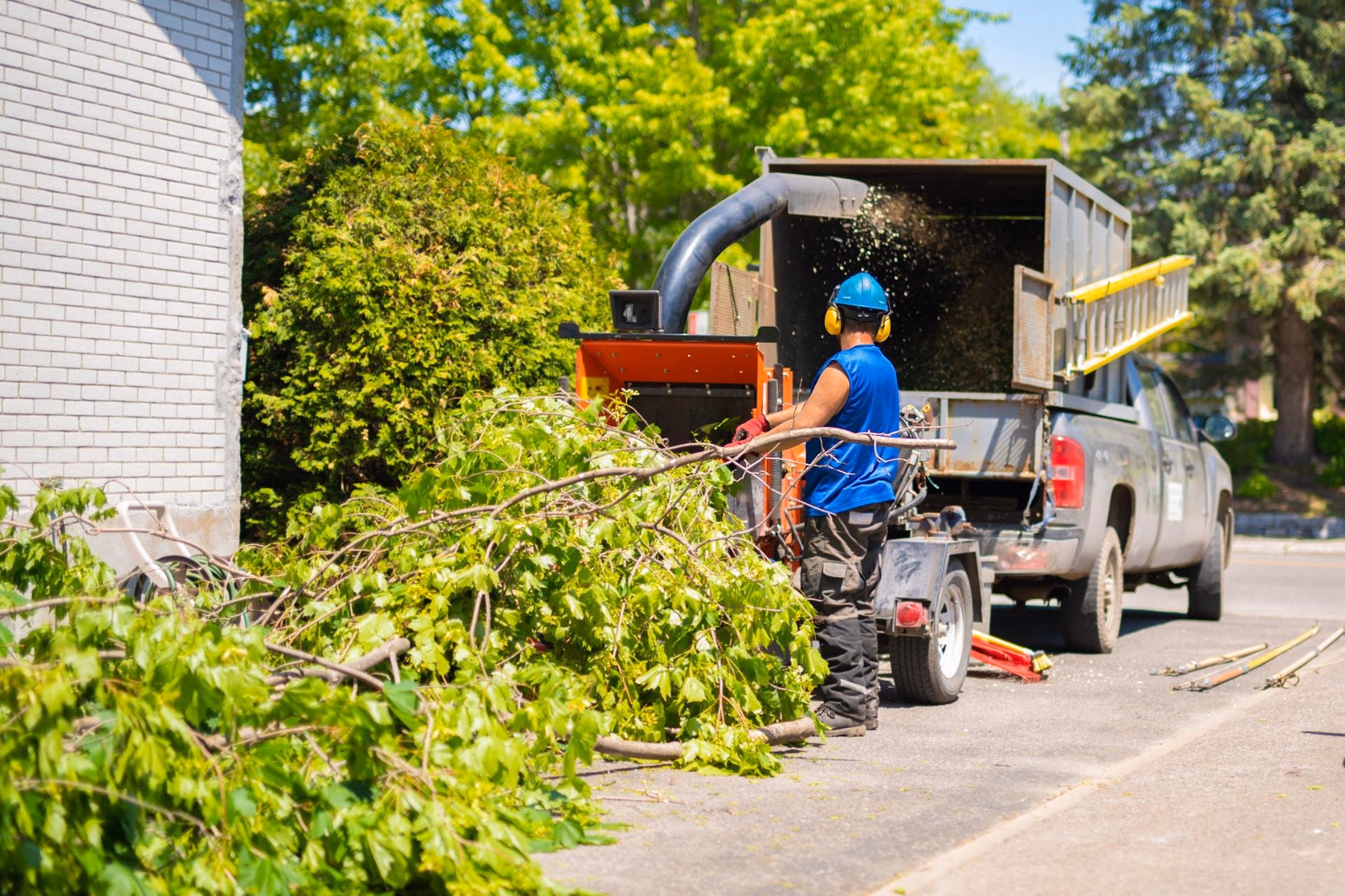 Tree worker feeding branches into a chipper behind a truck