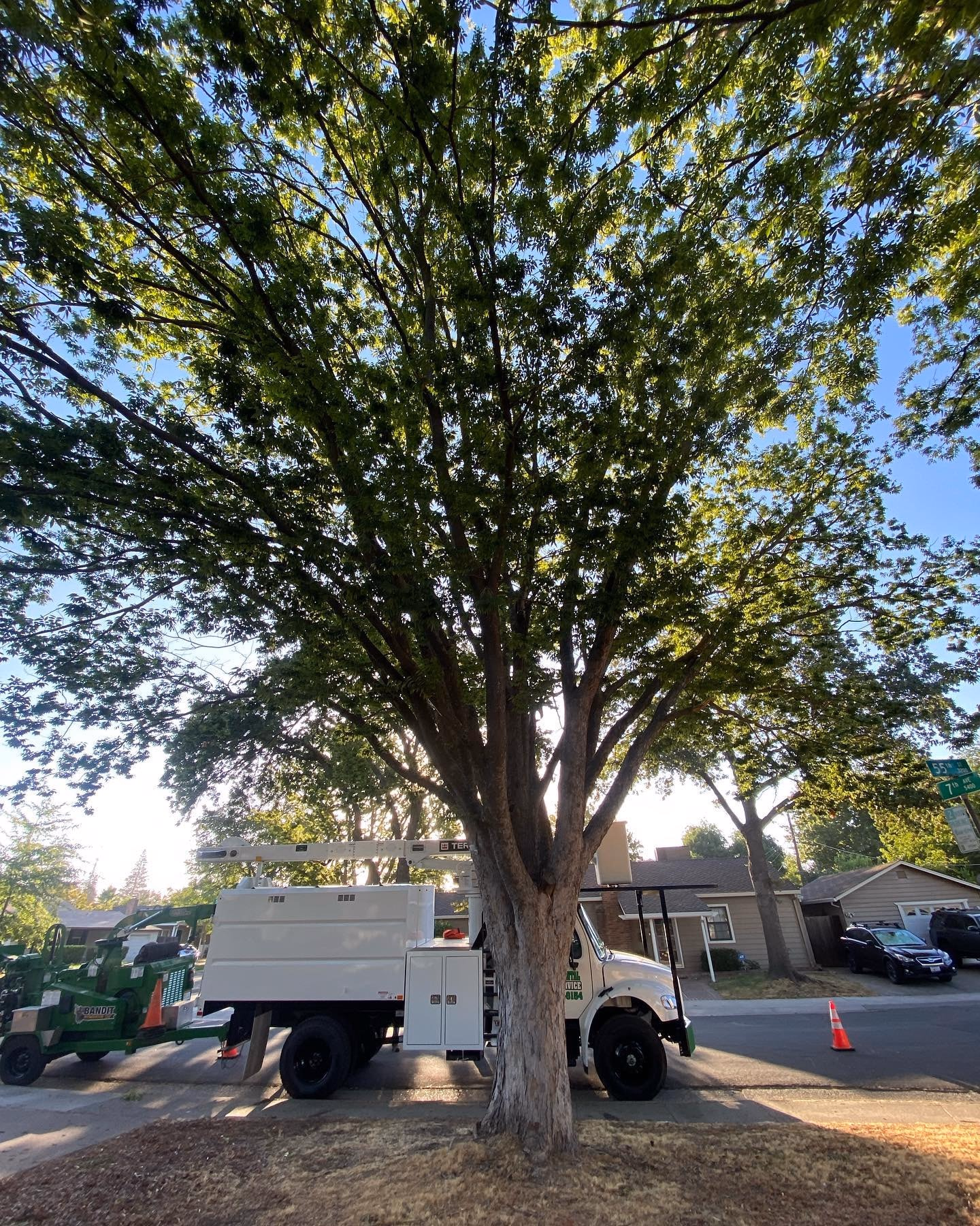 Large shade tree with the Environmental Tree Service trucks below