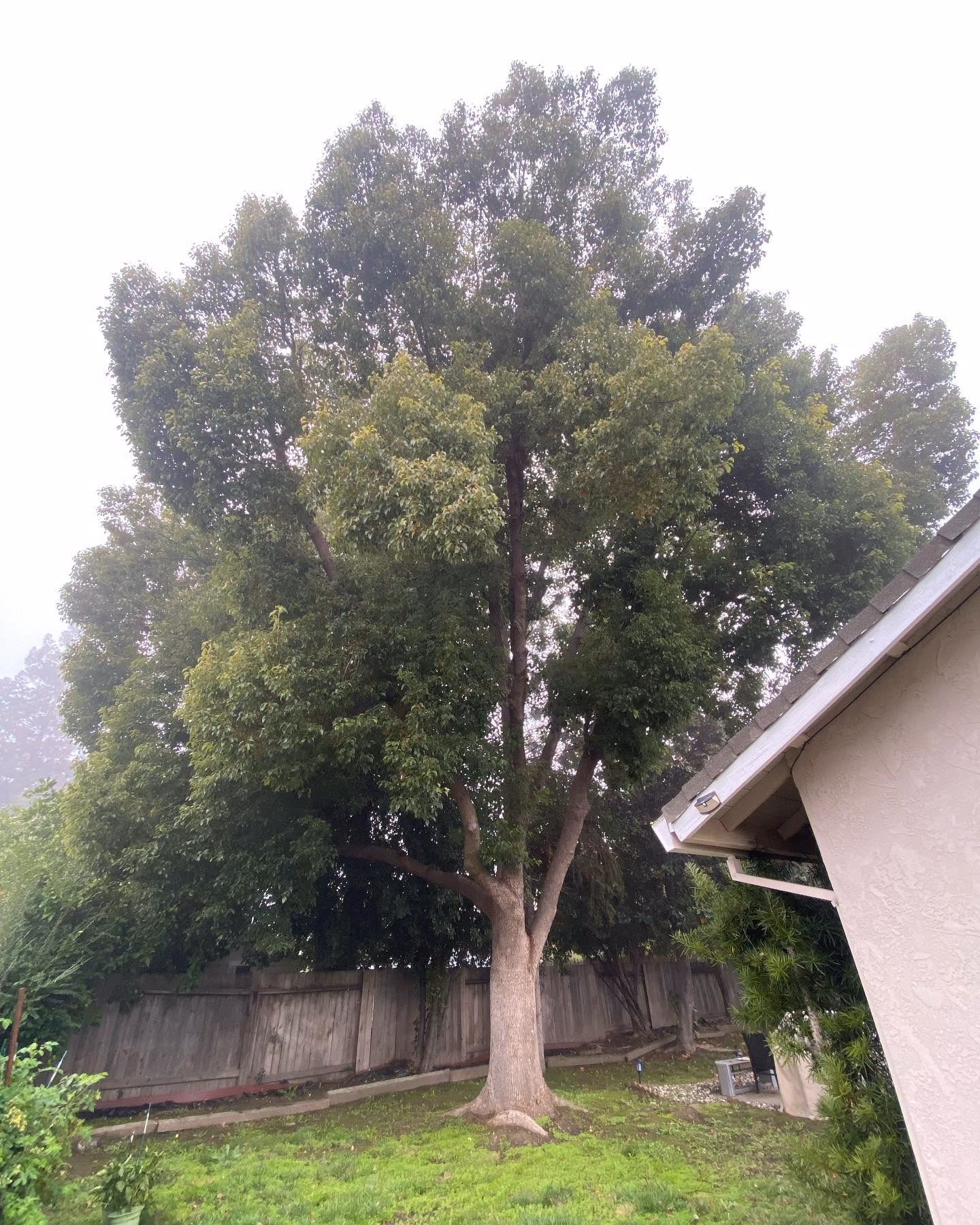Large, dense tree beside a home before trimming