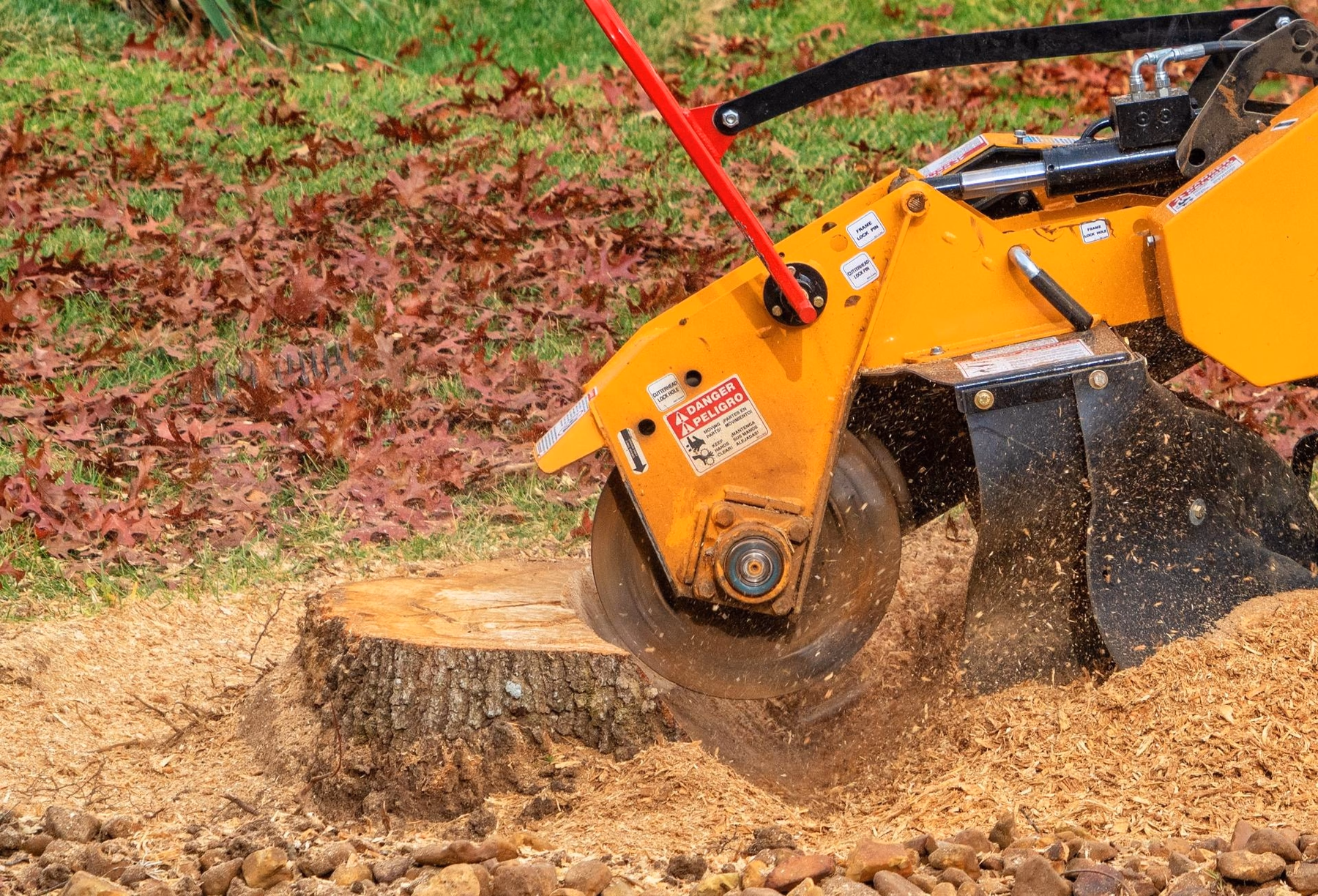 Orange stump grinder cutting a fresh stump