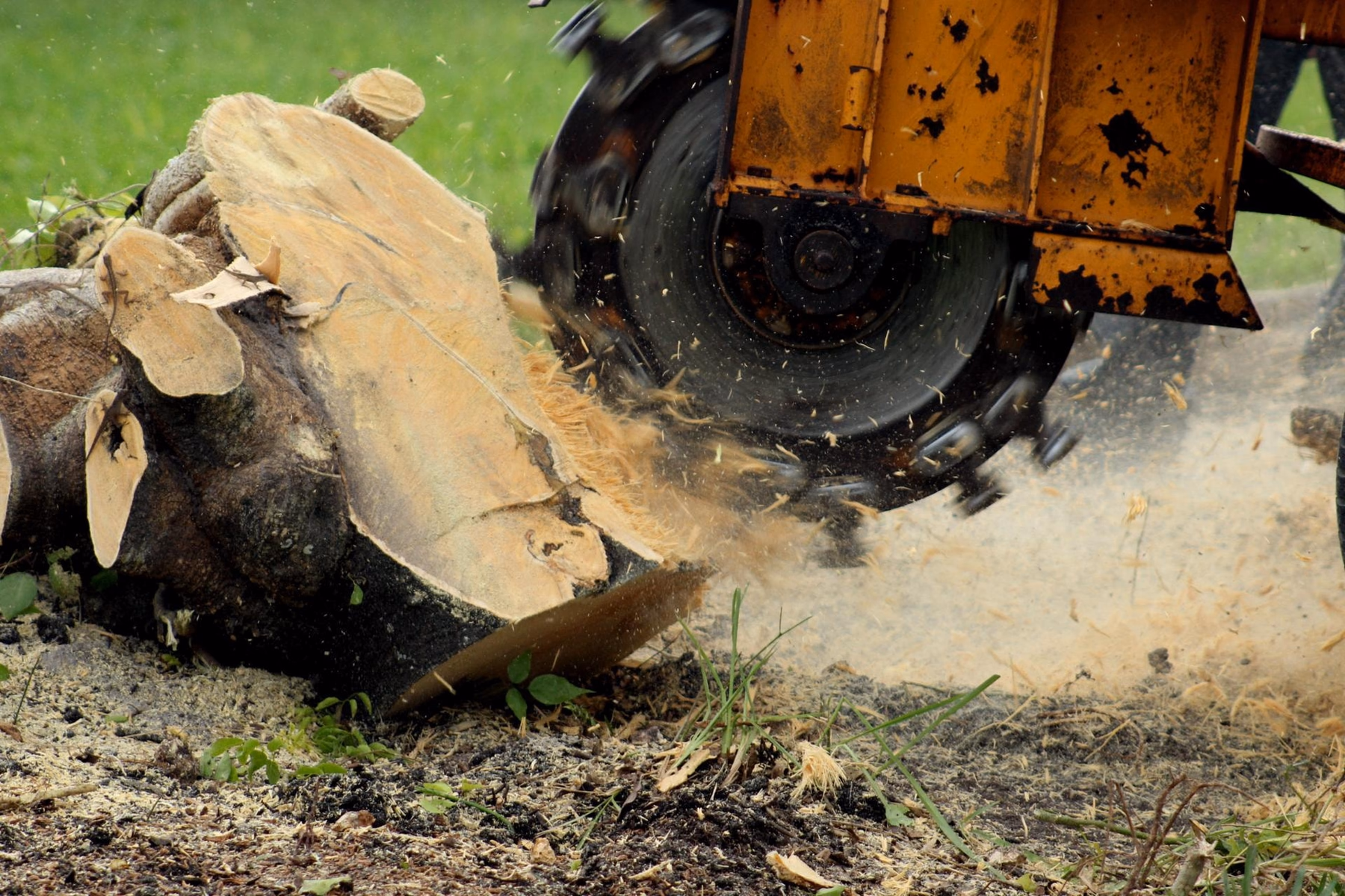 Stump grinder tire in a pile of wood chips