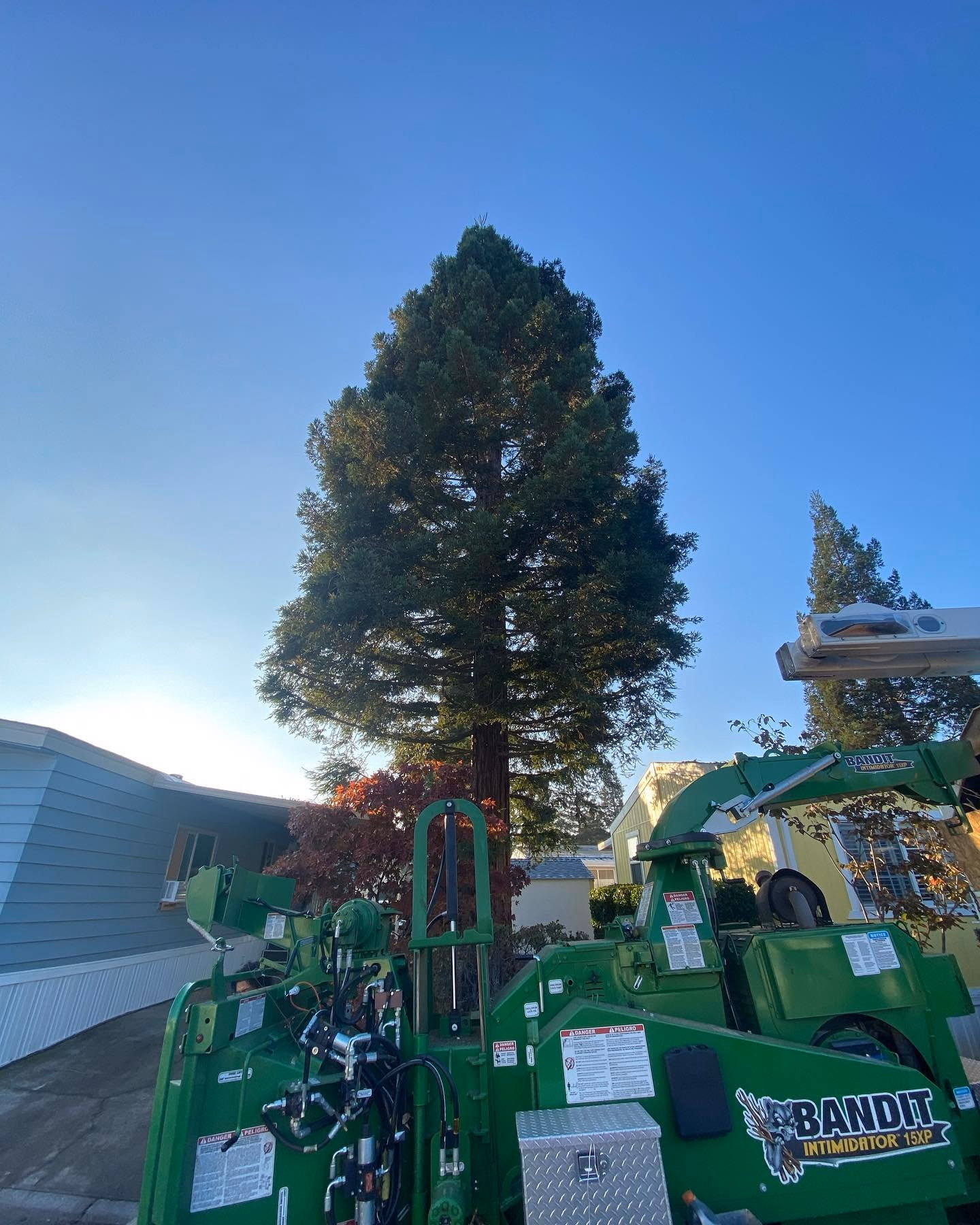Tall conifer with the Environmental Tree Service chipper below