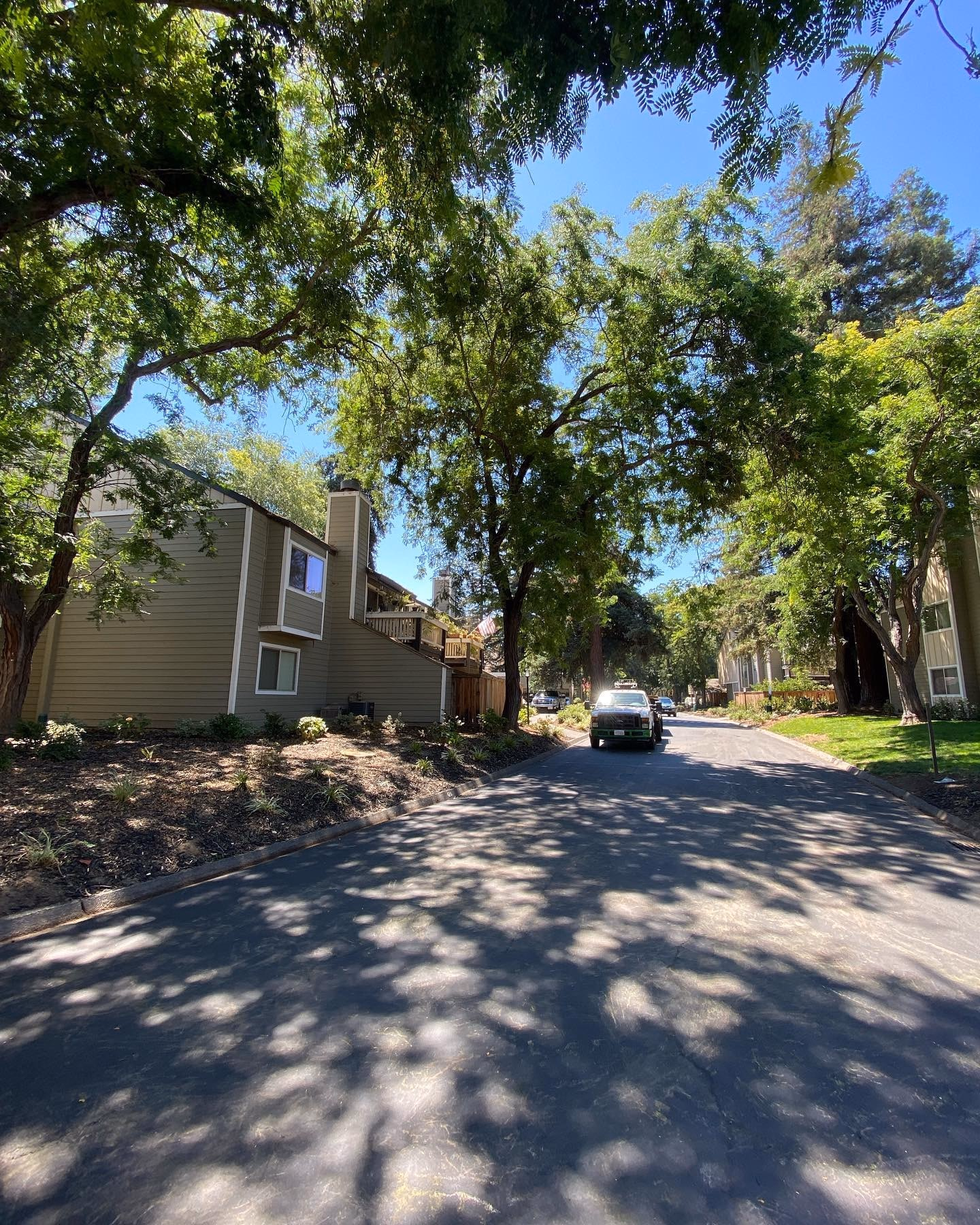 Tree-lined residential street after tree work