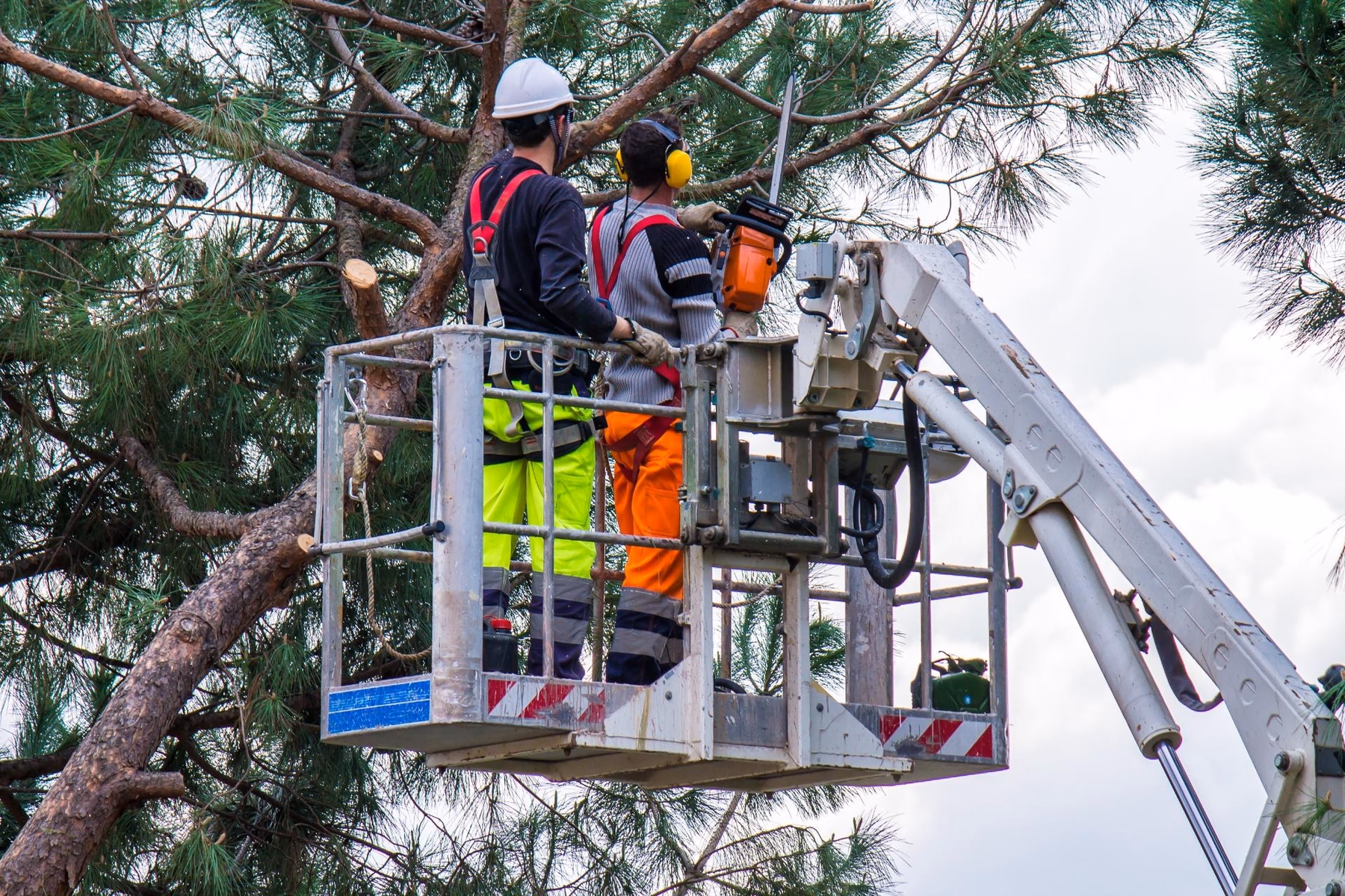 Two arborists in a bucket lift working in a pine