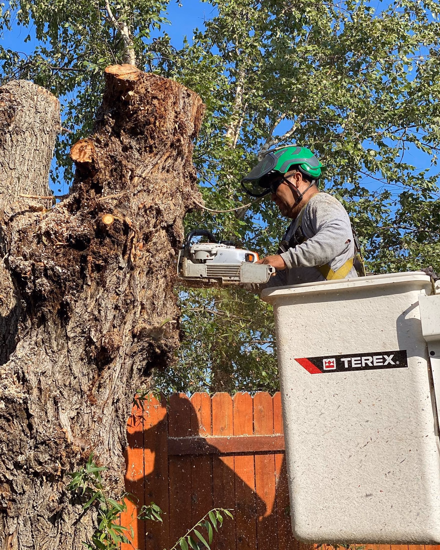 Environmental Tree Service crew member trimming a trunk from a bucket truck