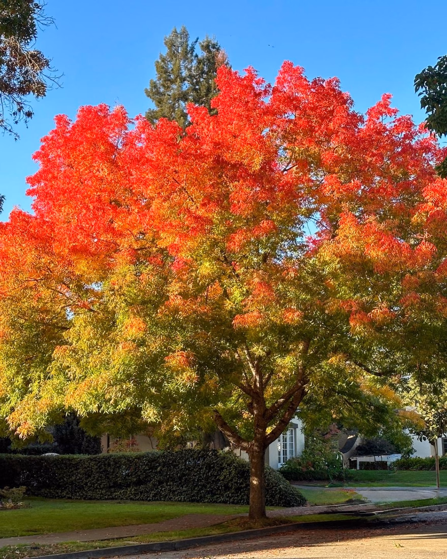 Chinese pistache in full fall color, red and orange