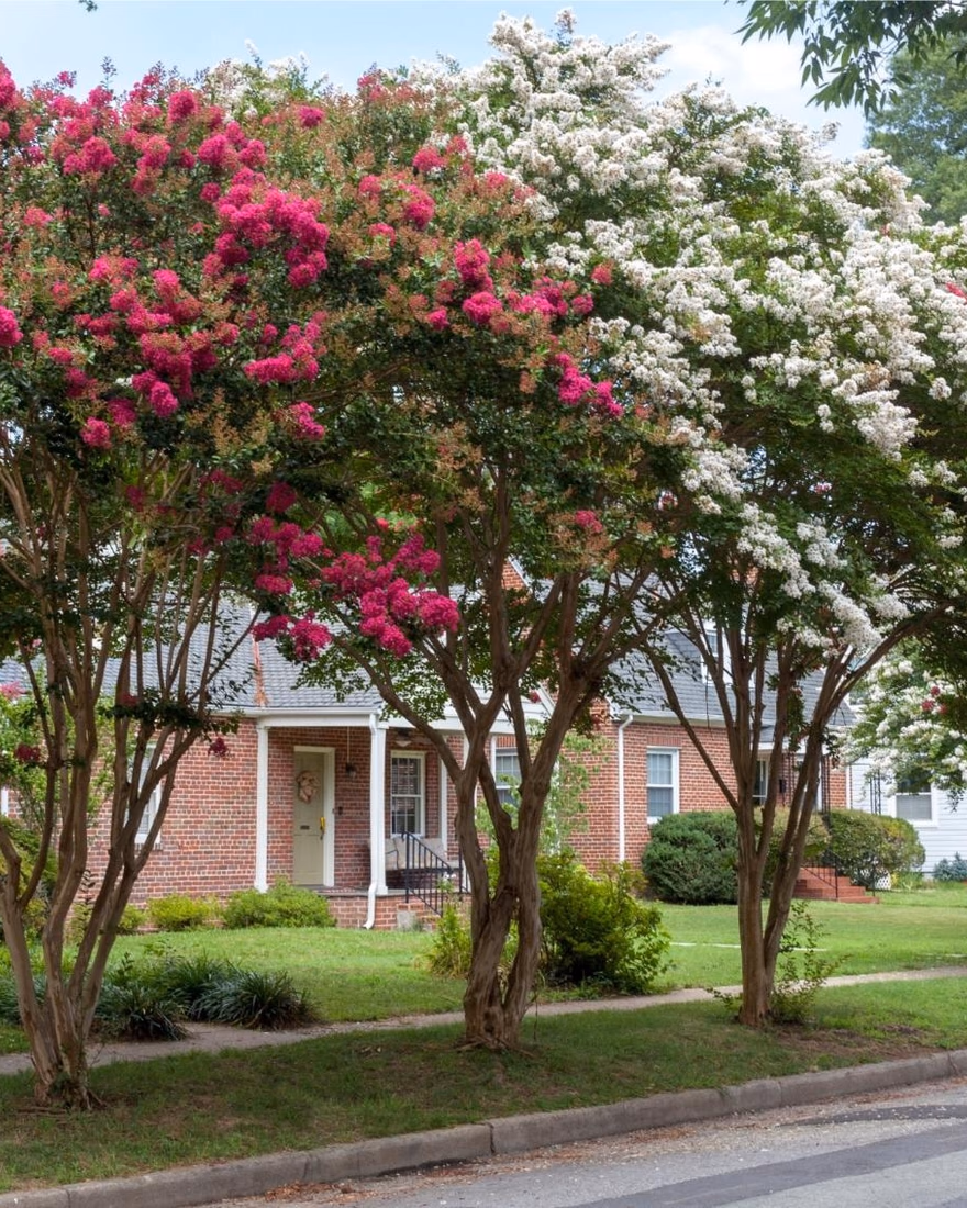 Crape myrtles in pink and white bloom along a residential street