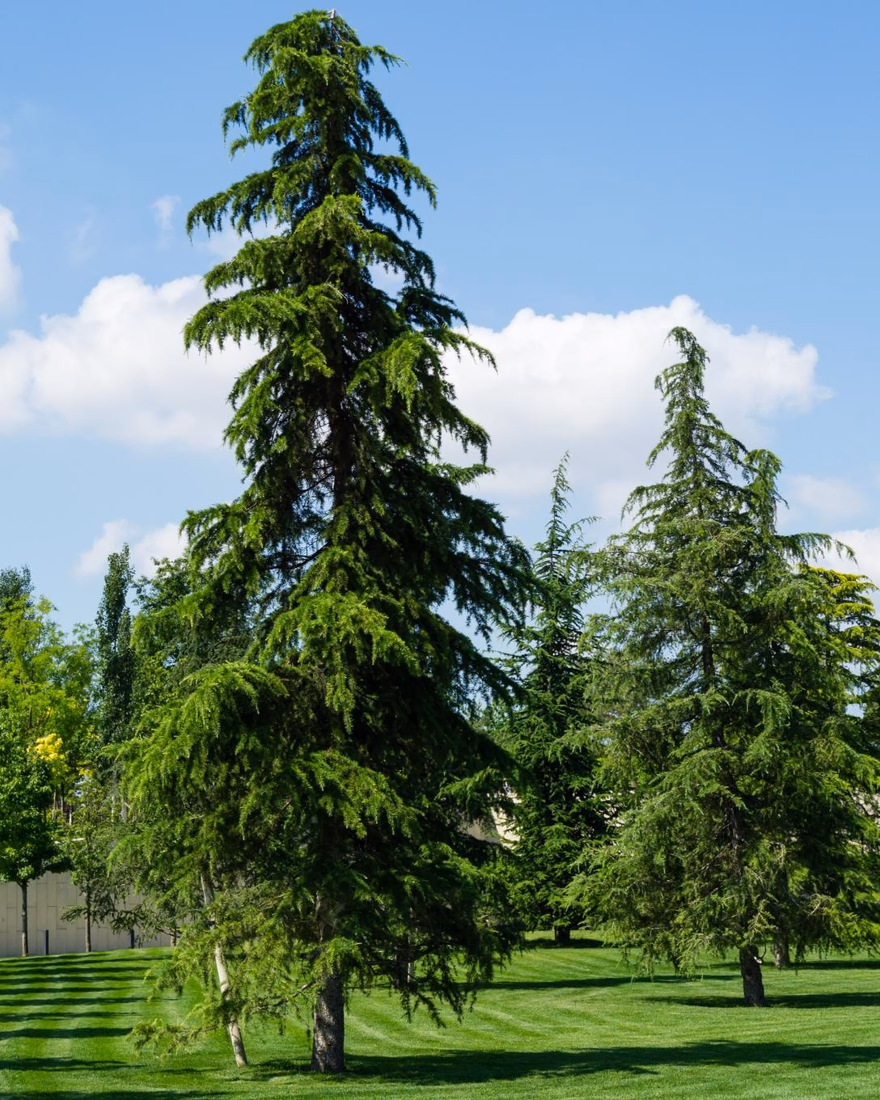 Deodar cedars with drooping branches in a park