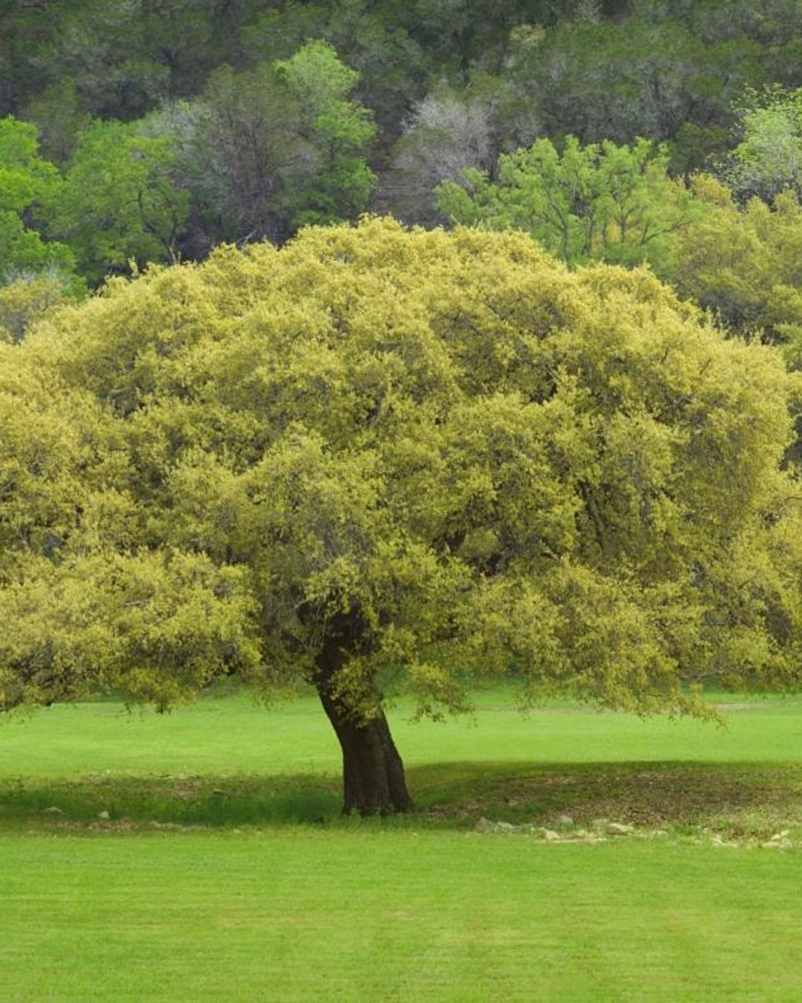 Spreading live oak on an open lawn