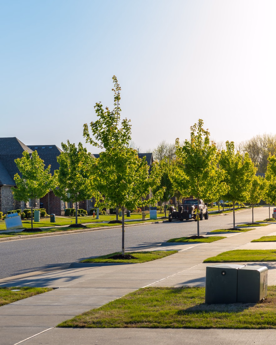 Residential street lined with young trees