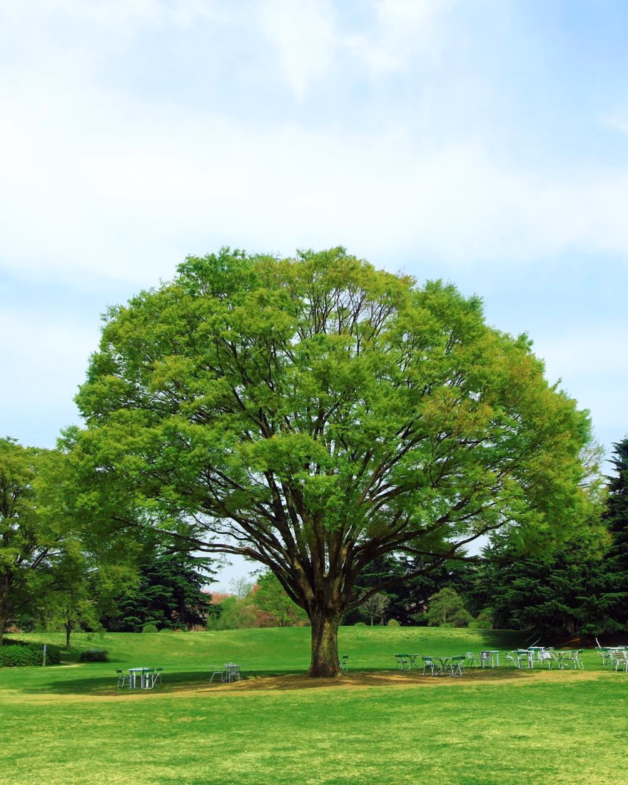 Broad, rounded zelkova tree on a green lawn