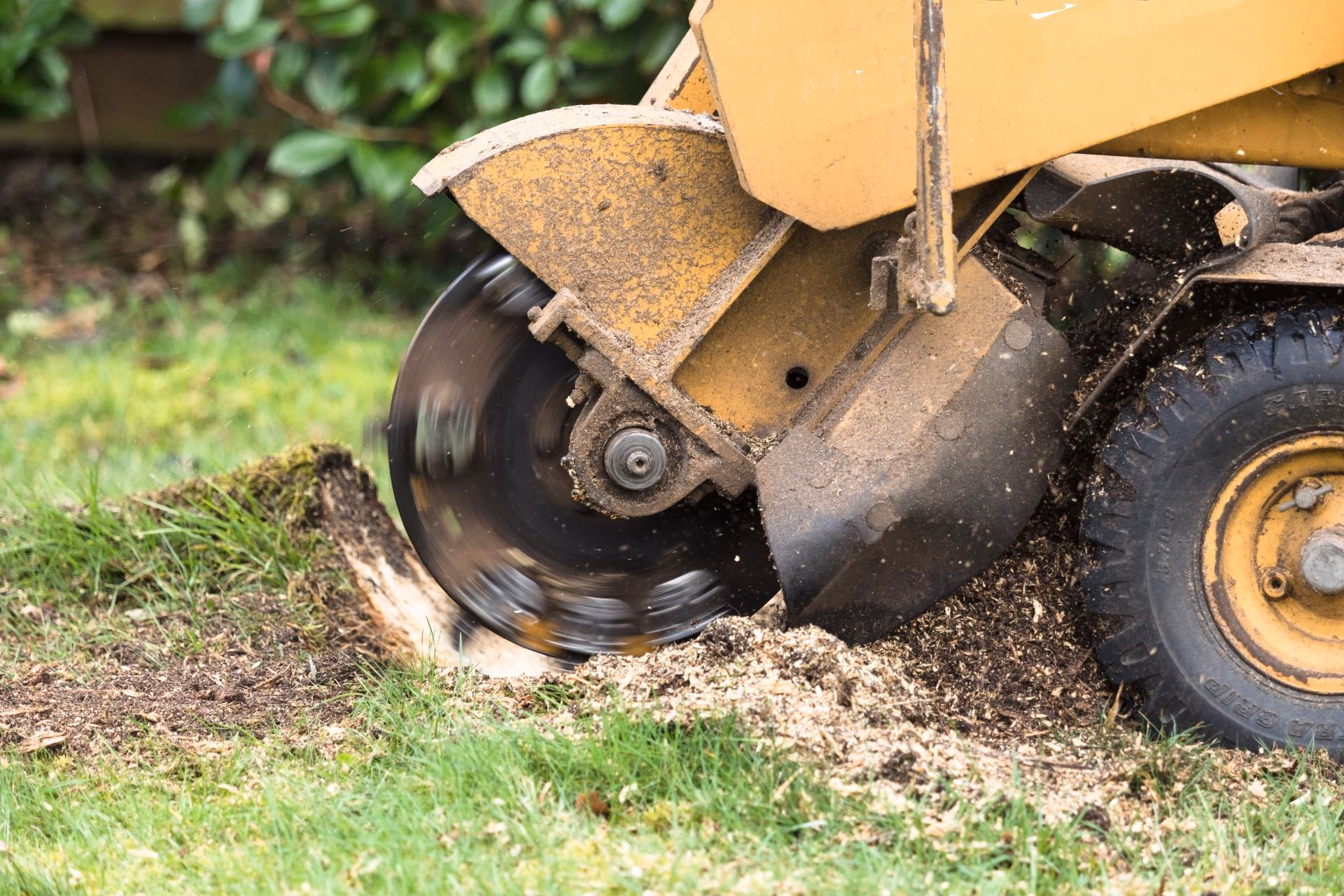 Stump grinder cutting a tree stump down below the lawn
