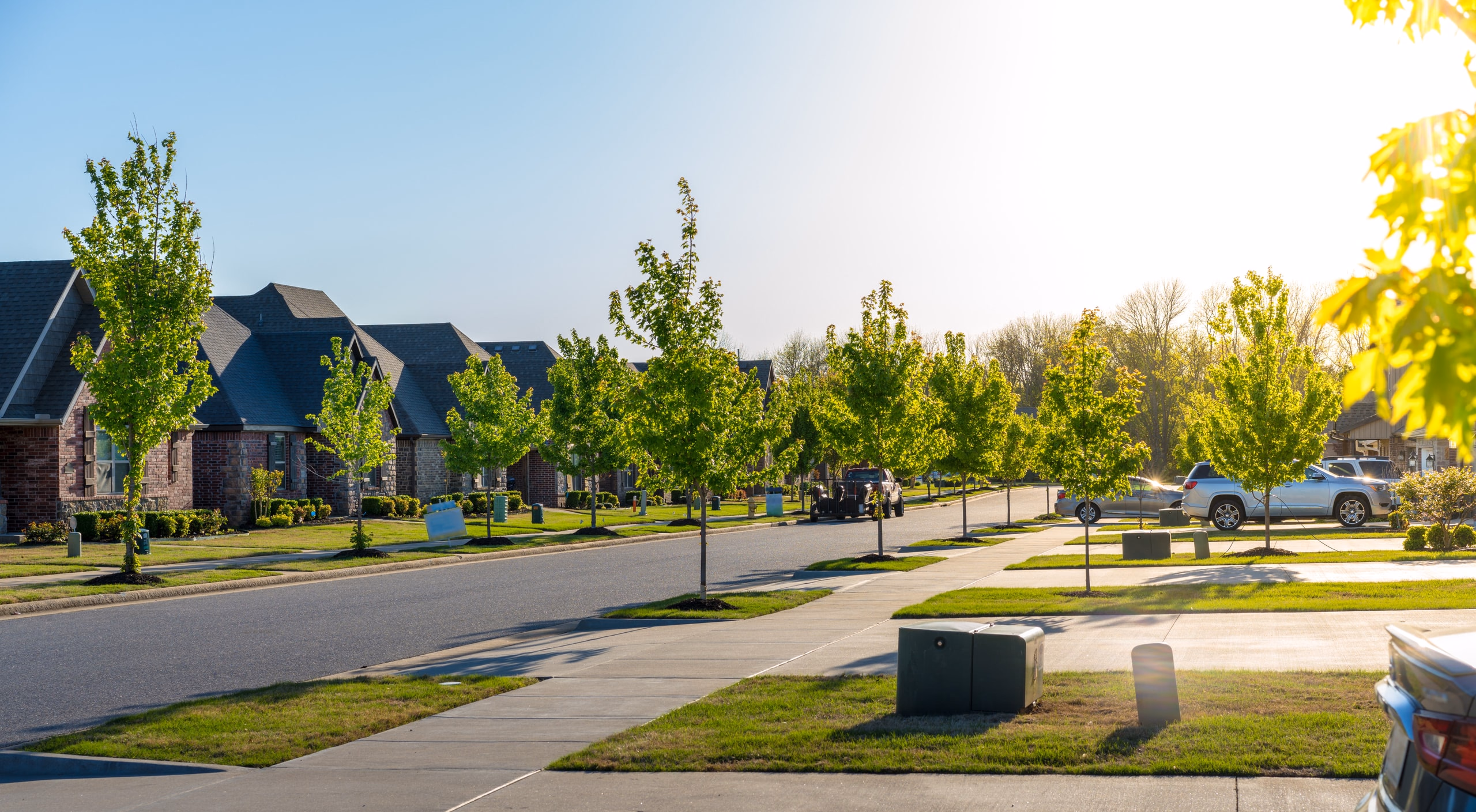 Young street trees planted along a new residential neighborhood