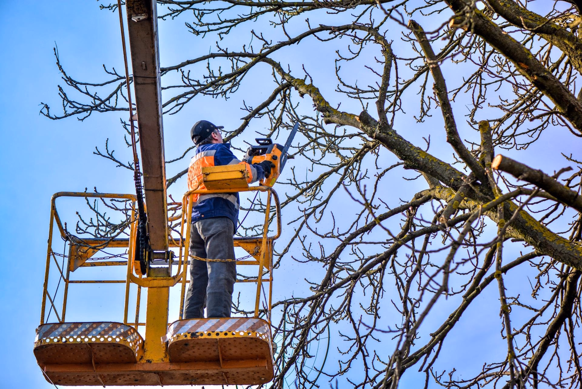 Arborist on an aerial lift reducing the crown of a large tree