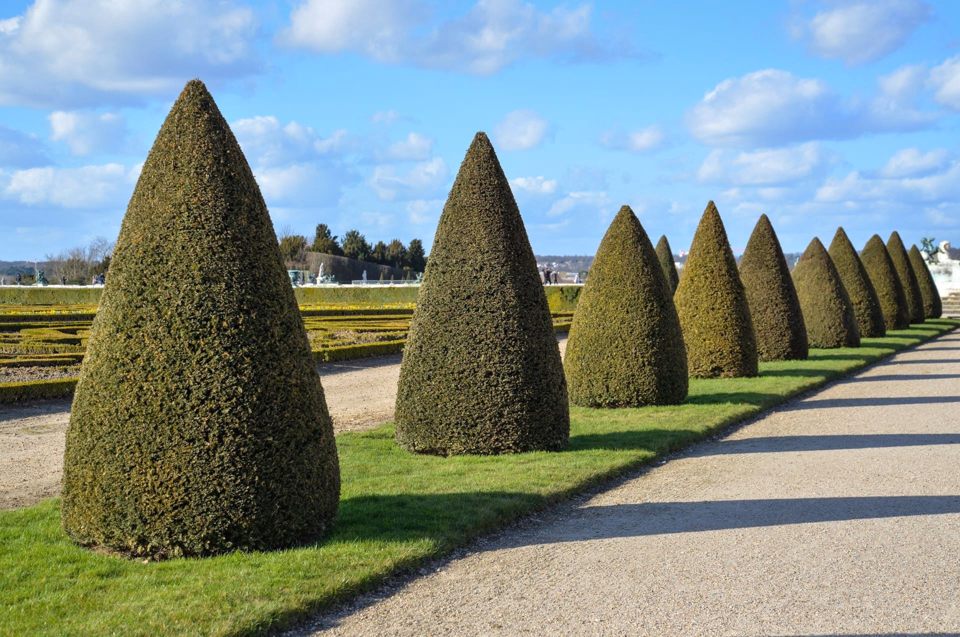Row of cone-shaped trees along a garden path