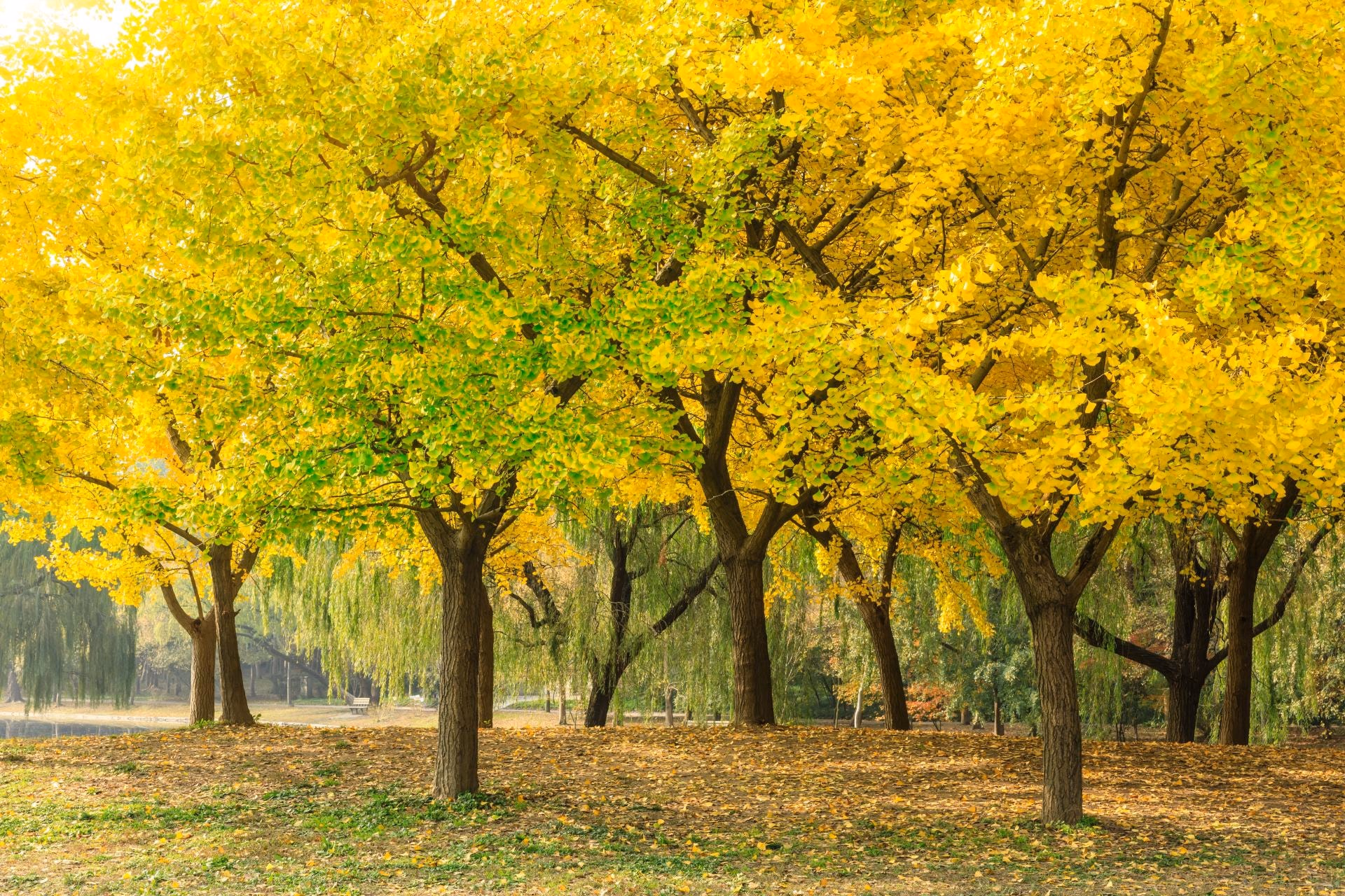 Row of Autumn Gold ginkgo trees in golden fall color