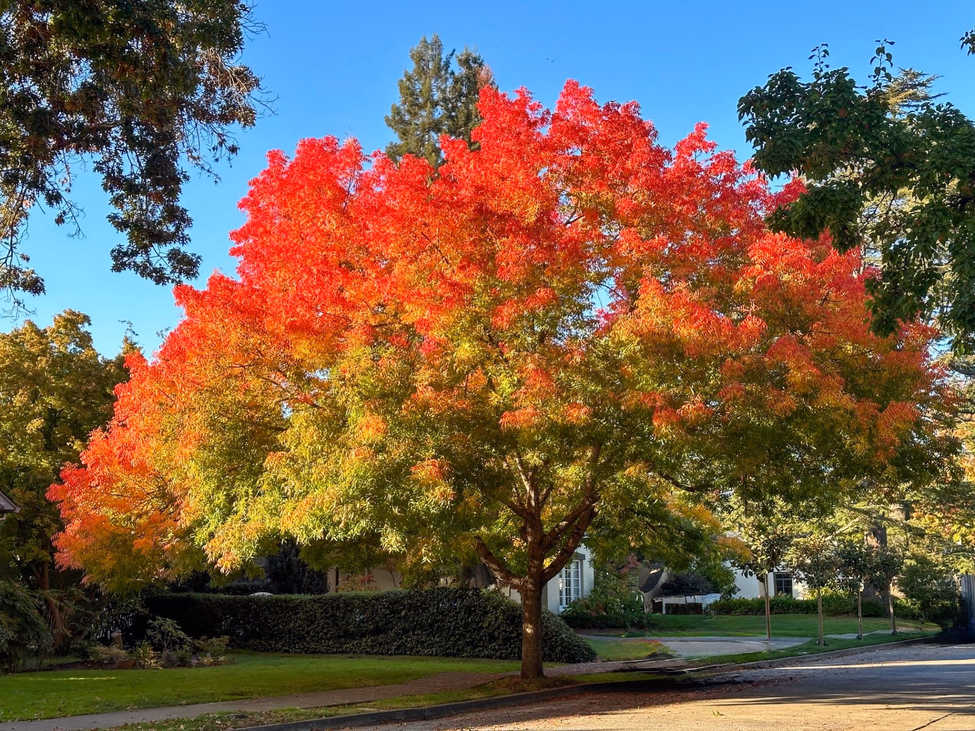 Chinese pistache in full fall color, red and orange