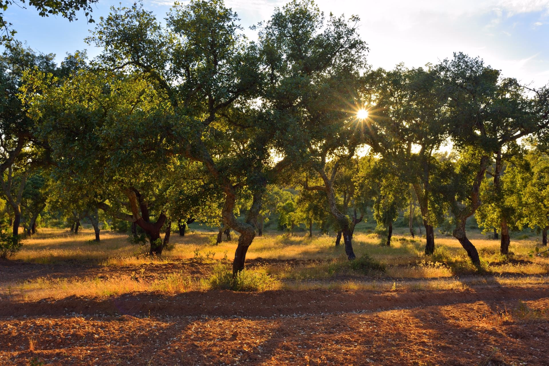 Grove of cork oaks with sunlight through the canopy