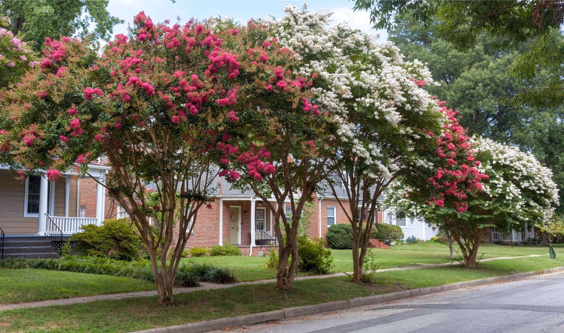 Crape myrtles in pink and white bloom along a residential street