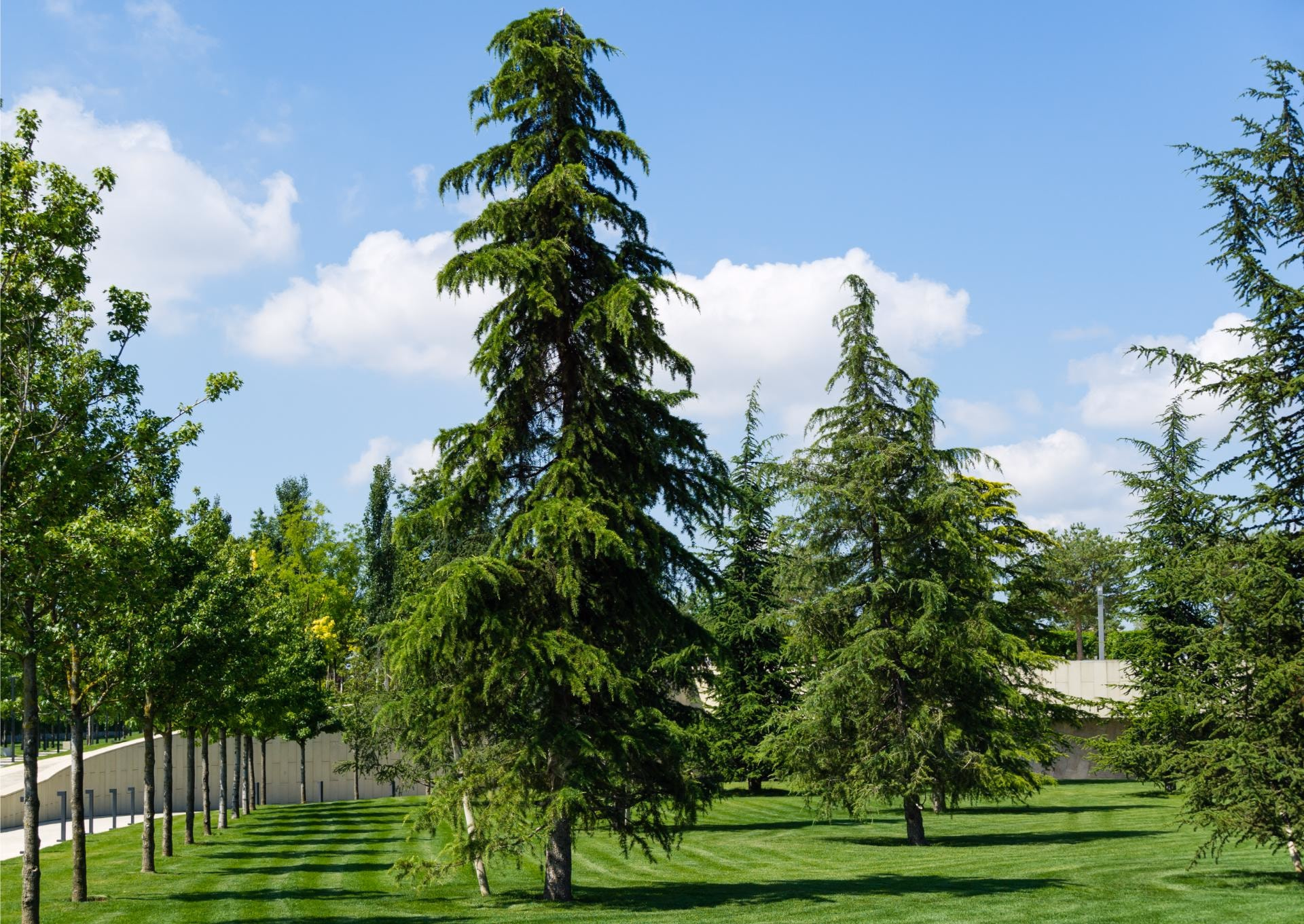 Deodar cedars with drooping branches in a park
