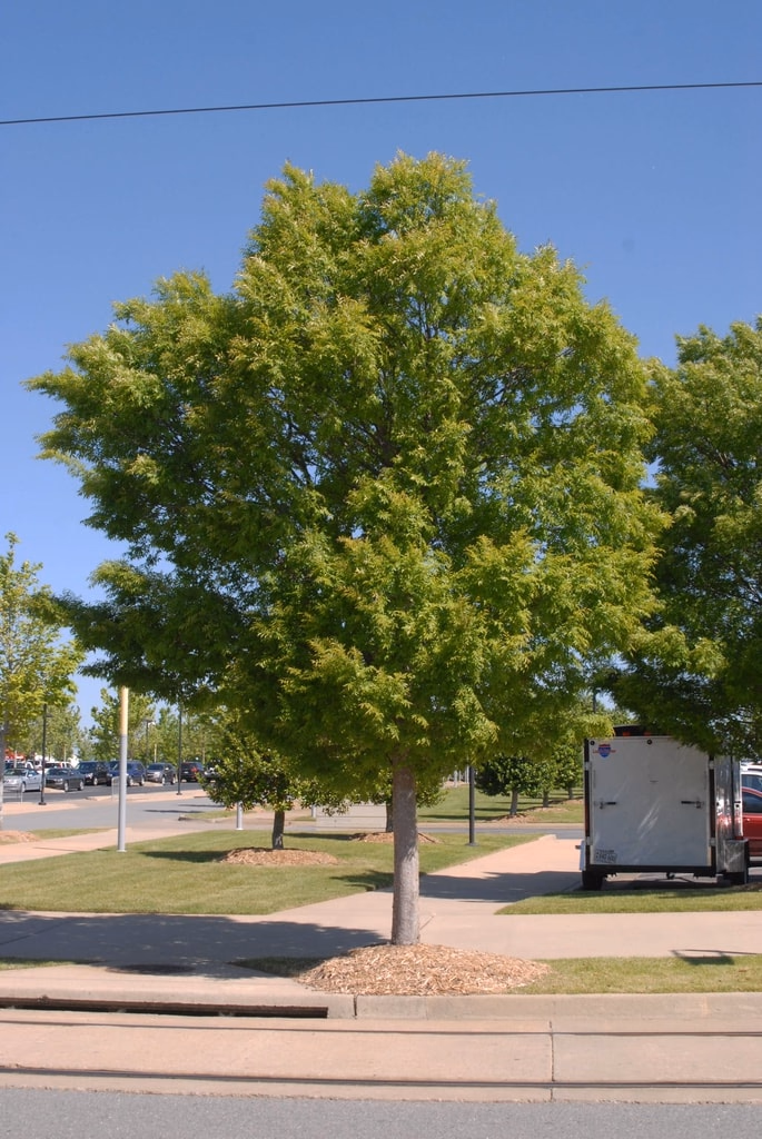 Drake Chinese elm growing beside a sidewalk
