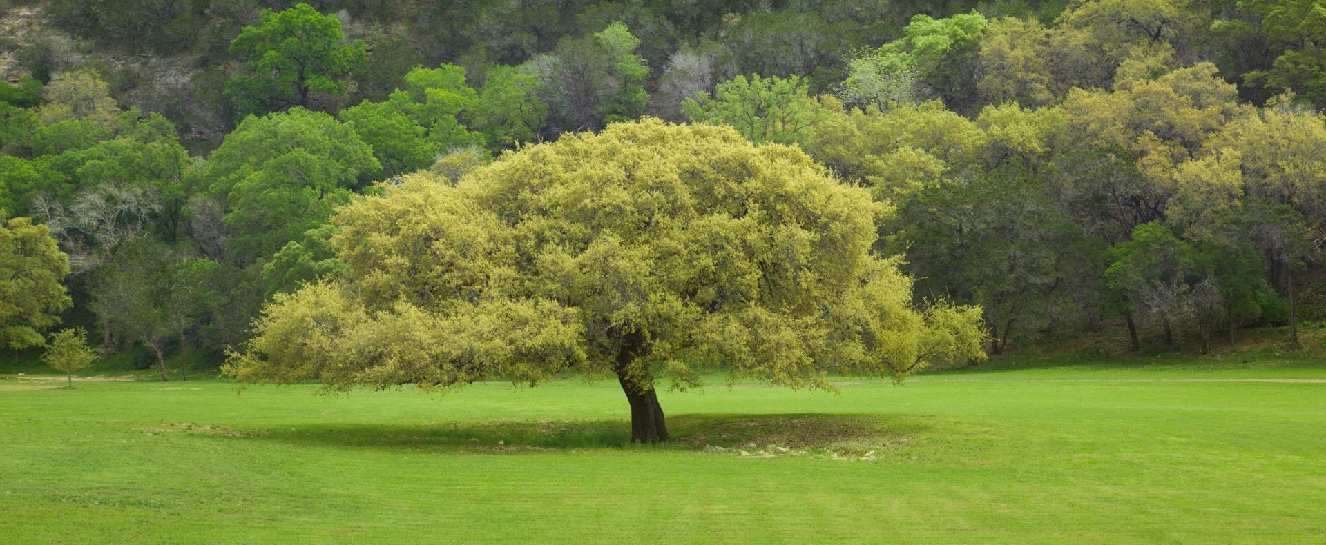 Spreading live oak on an open lawn