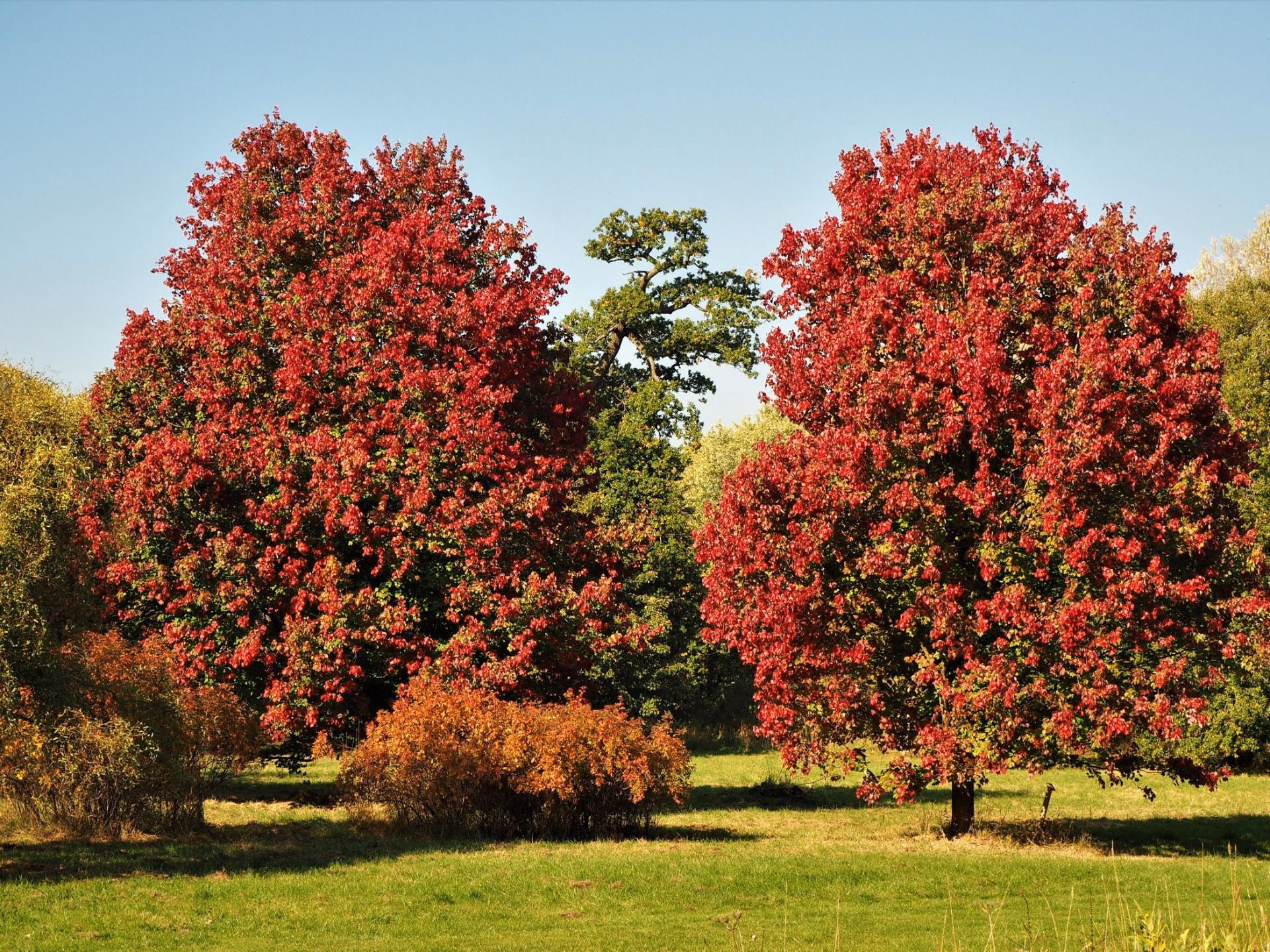 Pair of October Glory red maples in crimson fall color
