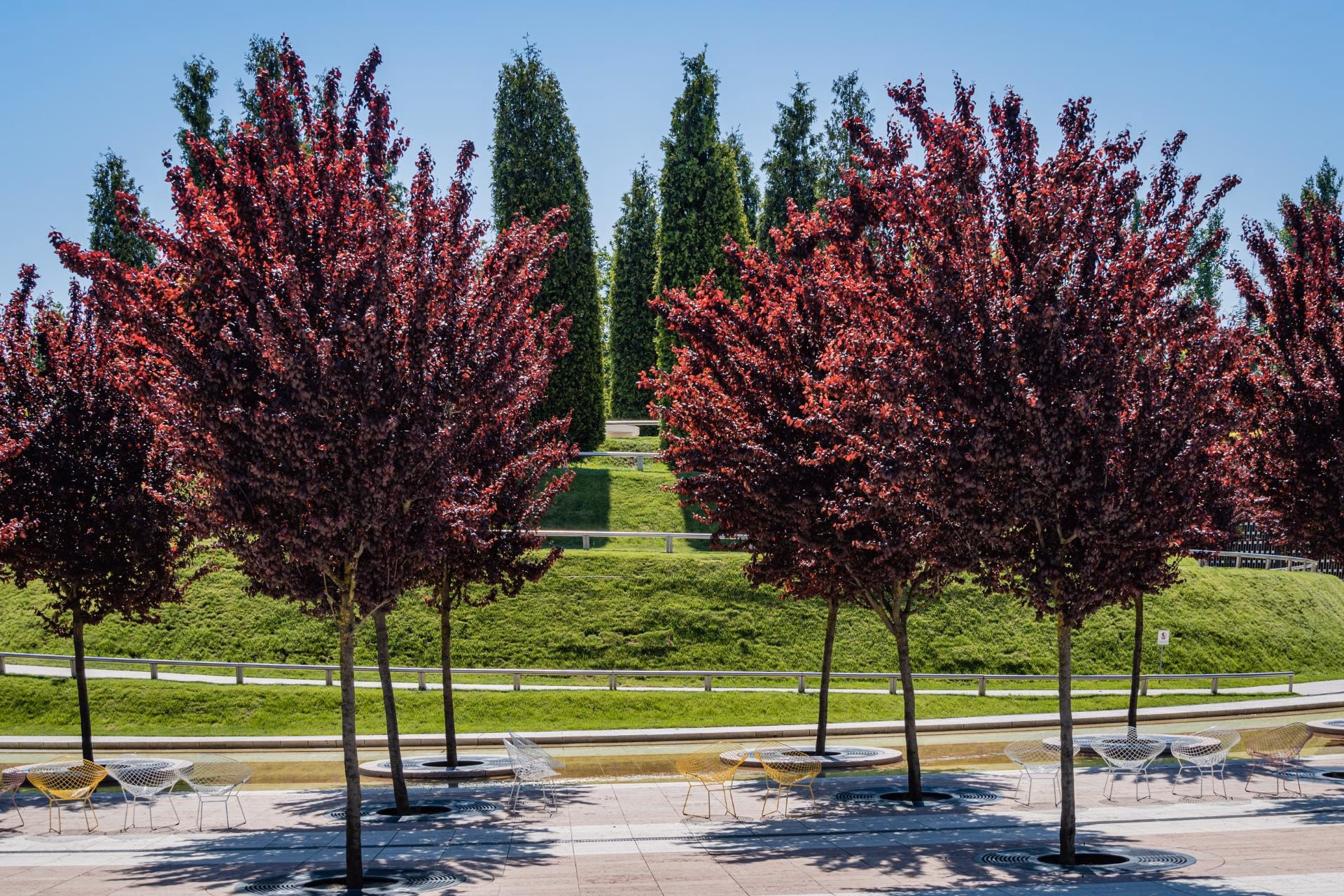 Row of purple leaf plum trees with deep purple foliage