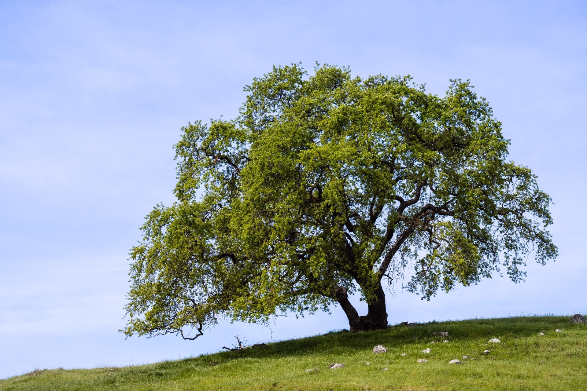 A broad valley oak standing on a green hillside