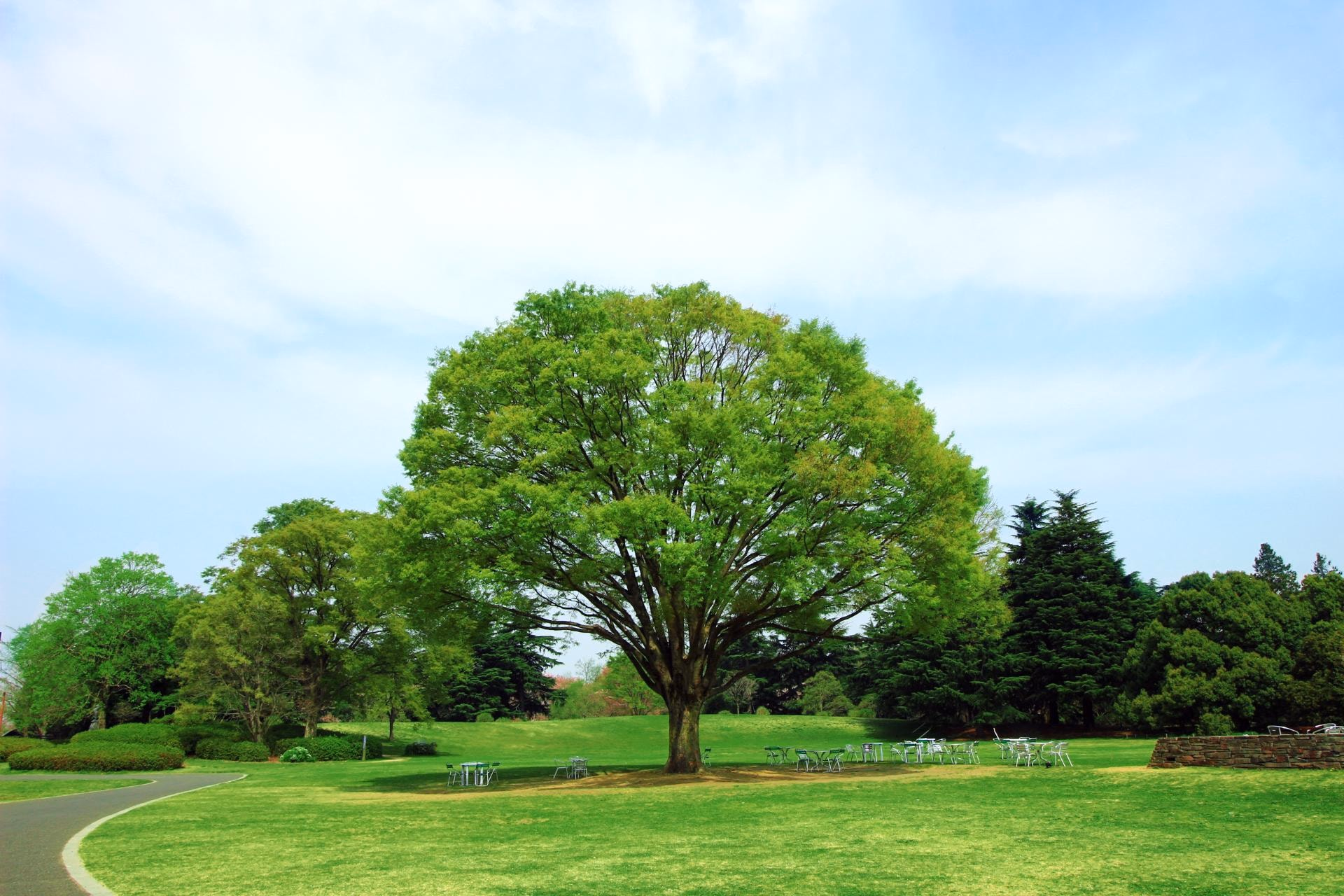Broad, rounded zelkova tree on a green lawn