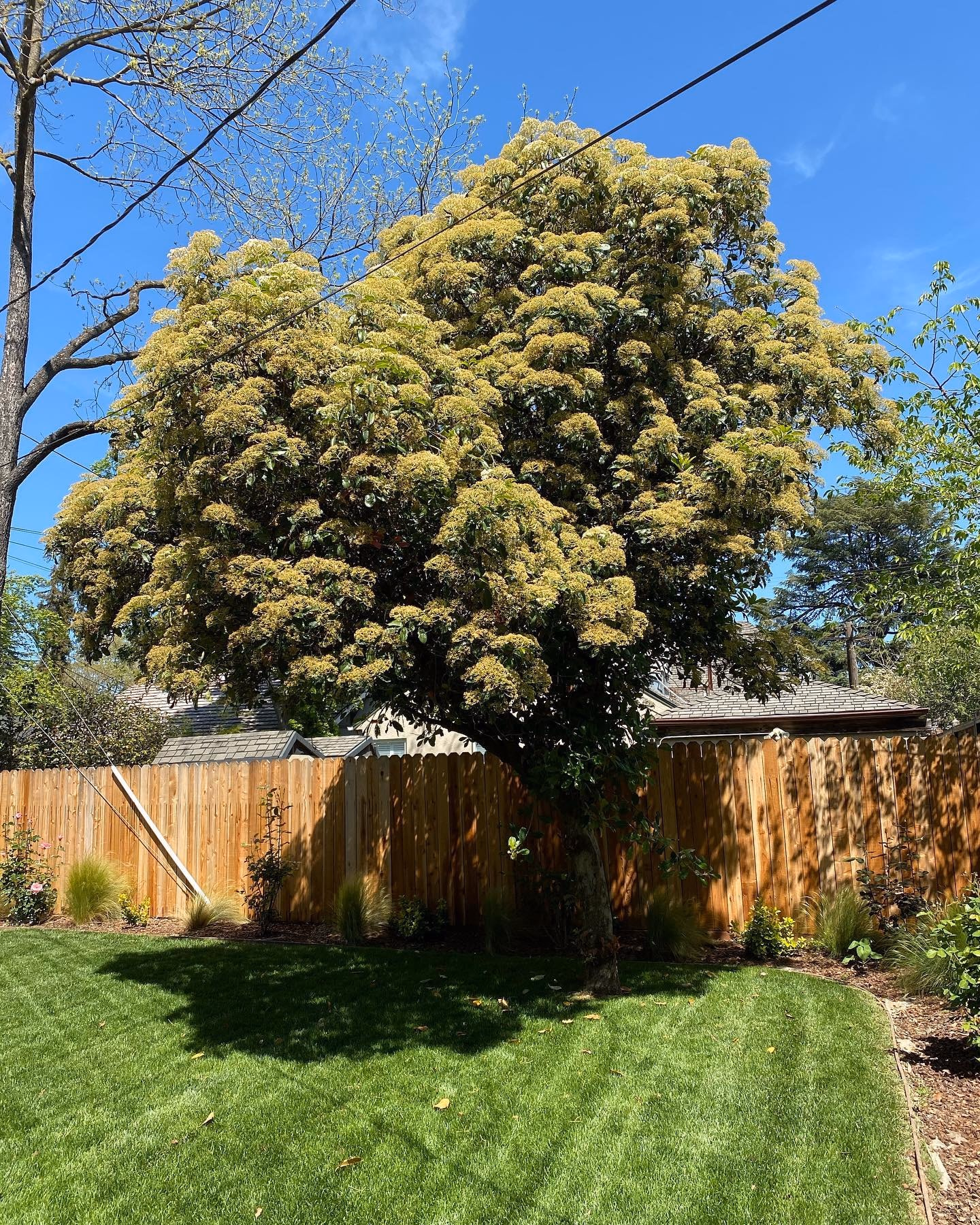 Environmental Tree Service: the same backyard after the tree removal and cleanup
