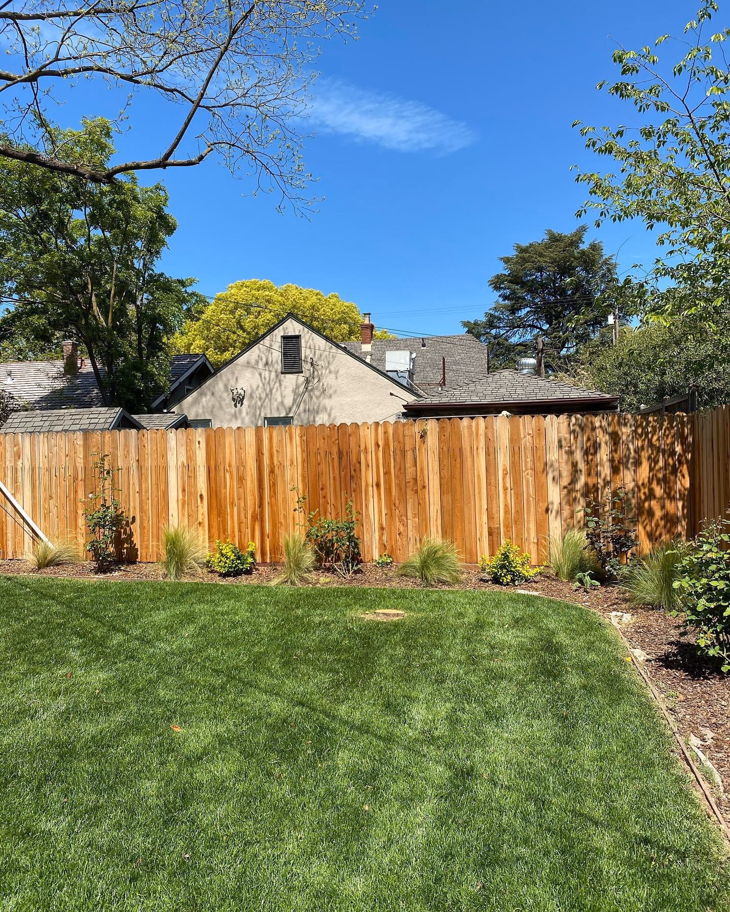 Environmental Tree Service: backyard before a tree removal