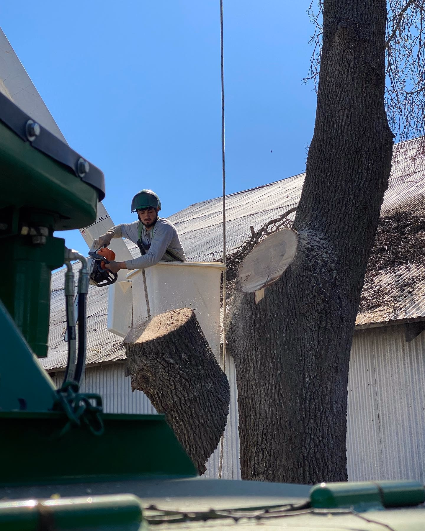 Environmental Tree Service: crew in the bucket working on a large trunk