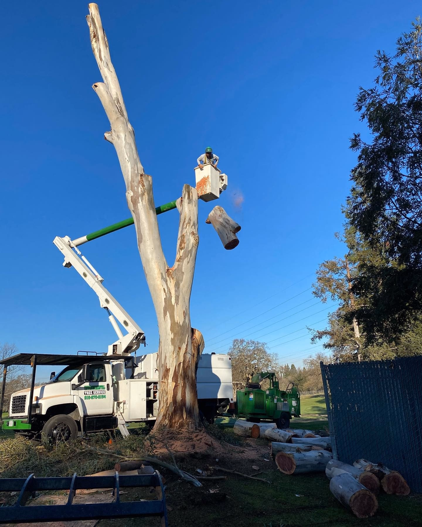 Environmental Tree Service: bucket truck reducing a tall tree