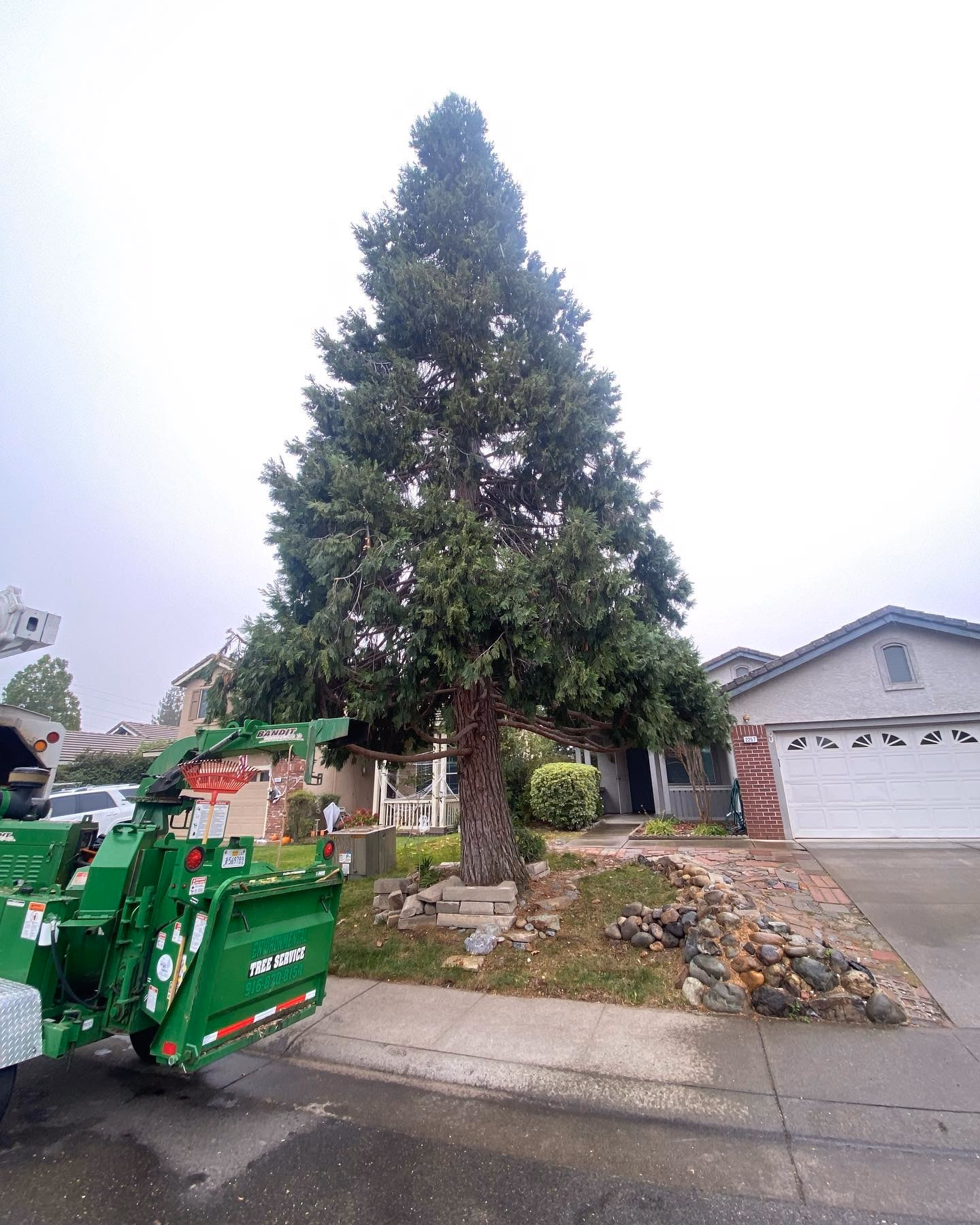 Environmental Tree Service: chipper set up below a tall sequoia
