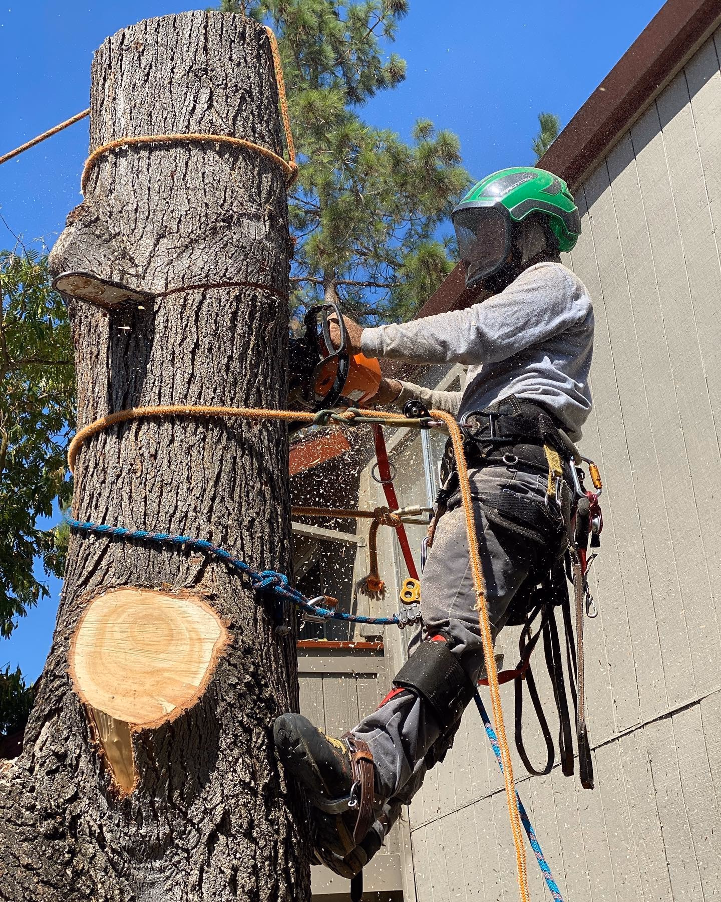 Environmental Tree Service: climber cutting a trunk down in sections