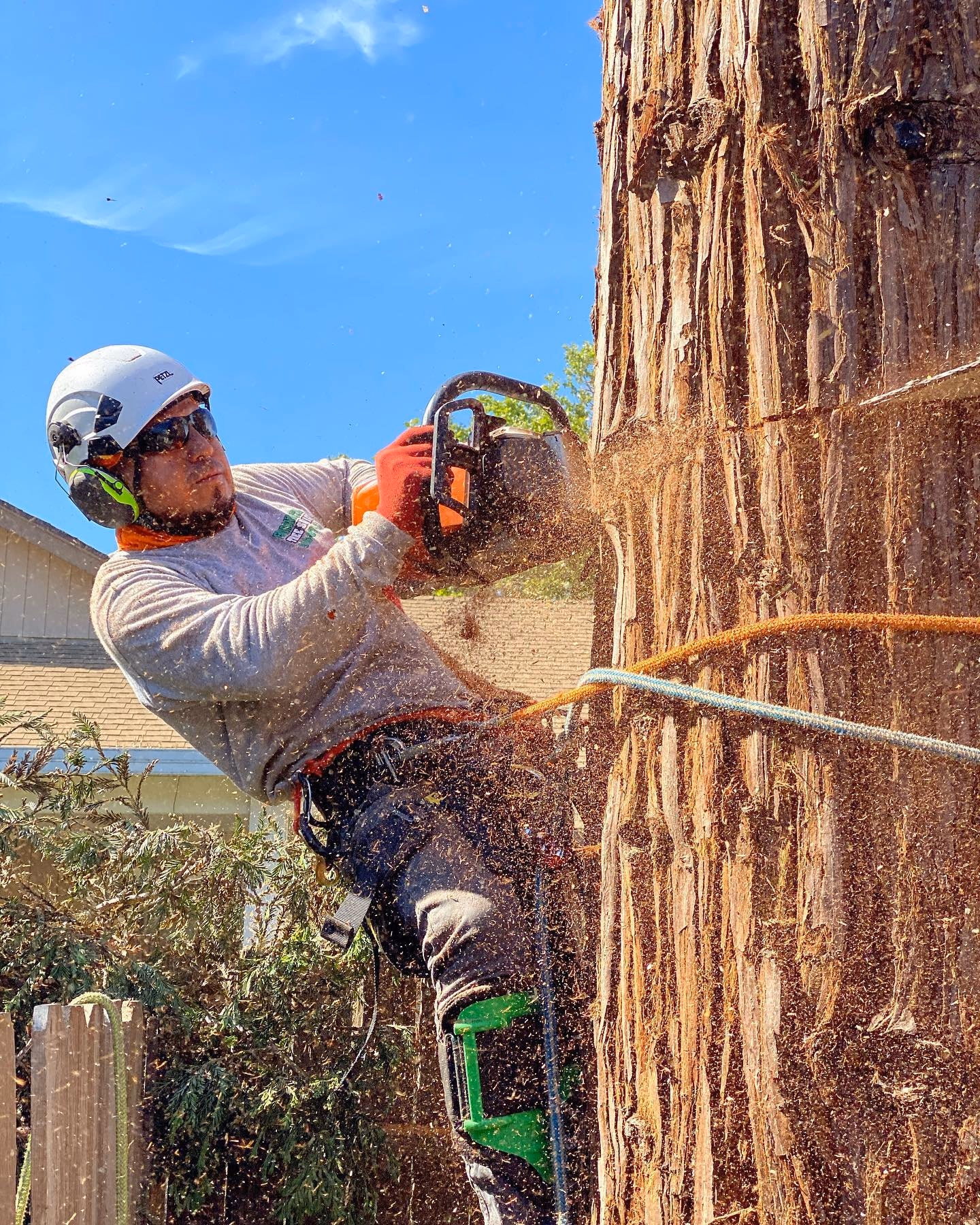 Environmental Tree Service: climber cutting a large trunk