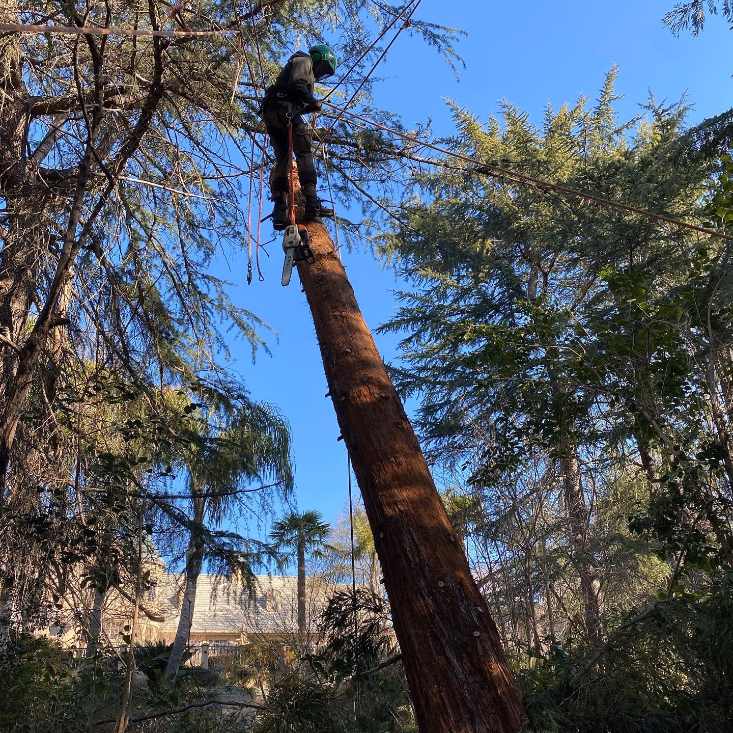 Environmental Tree Service: climber working high in a tall pine