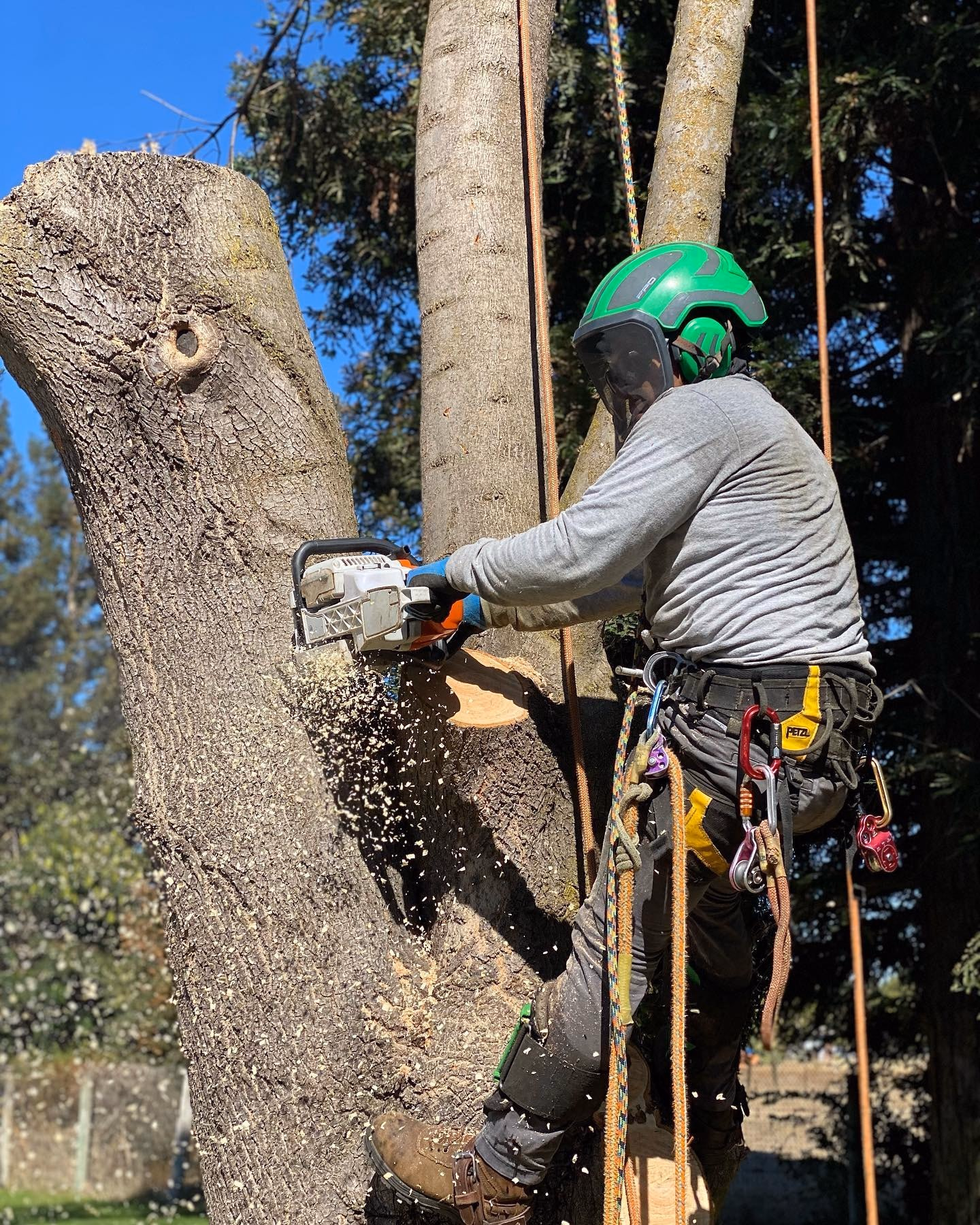 Environmental Tree Service: climber pruning a large limb with a chainsaw