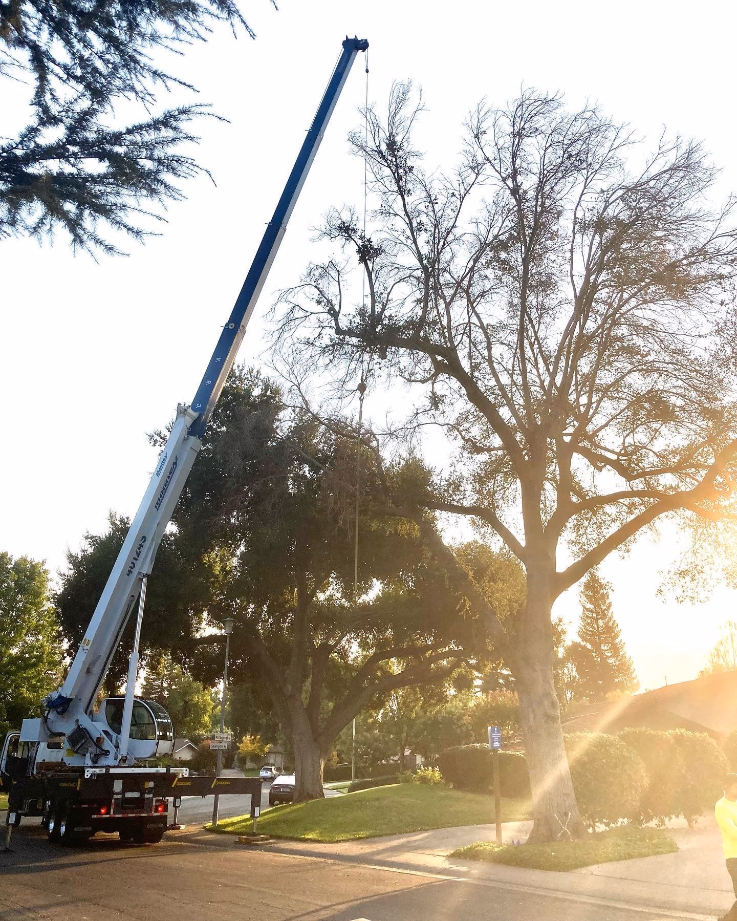 Environmental Tree Service: crane set up beside a large tree for a removal at sunset