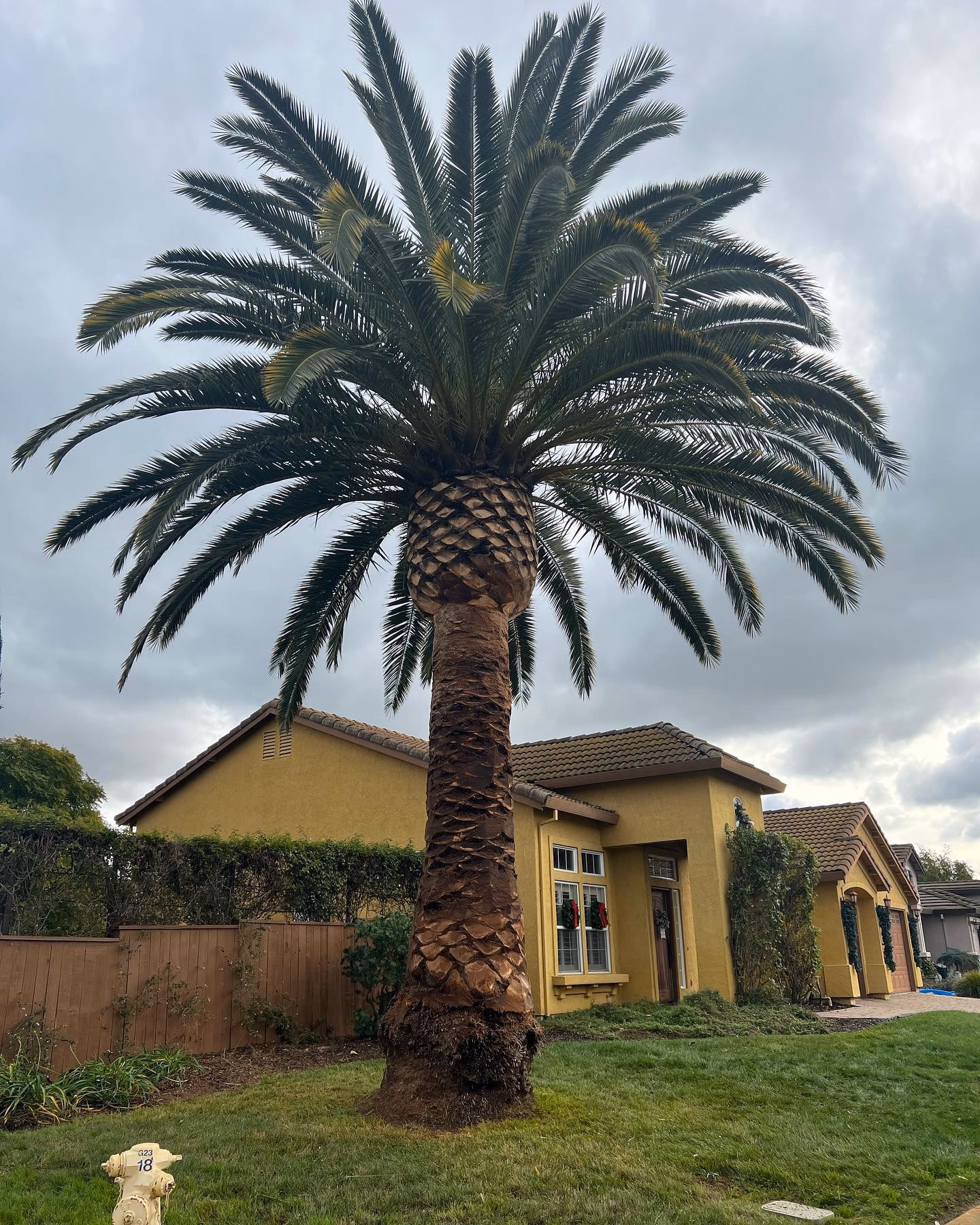 Environmental Tree Service: freshly trimmed palm in a front yard