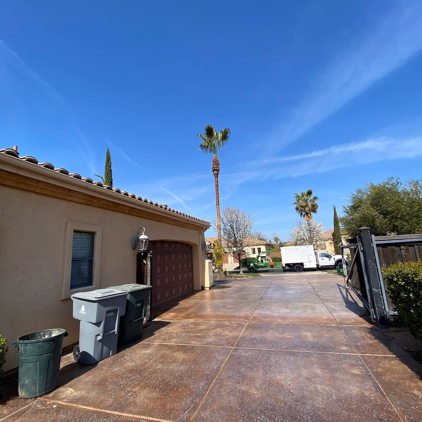 Environmental Tree Service: neatly trimmed palm trees beside a backyard pool