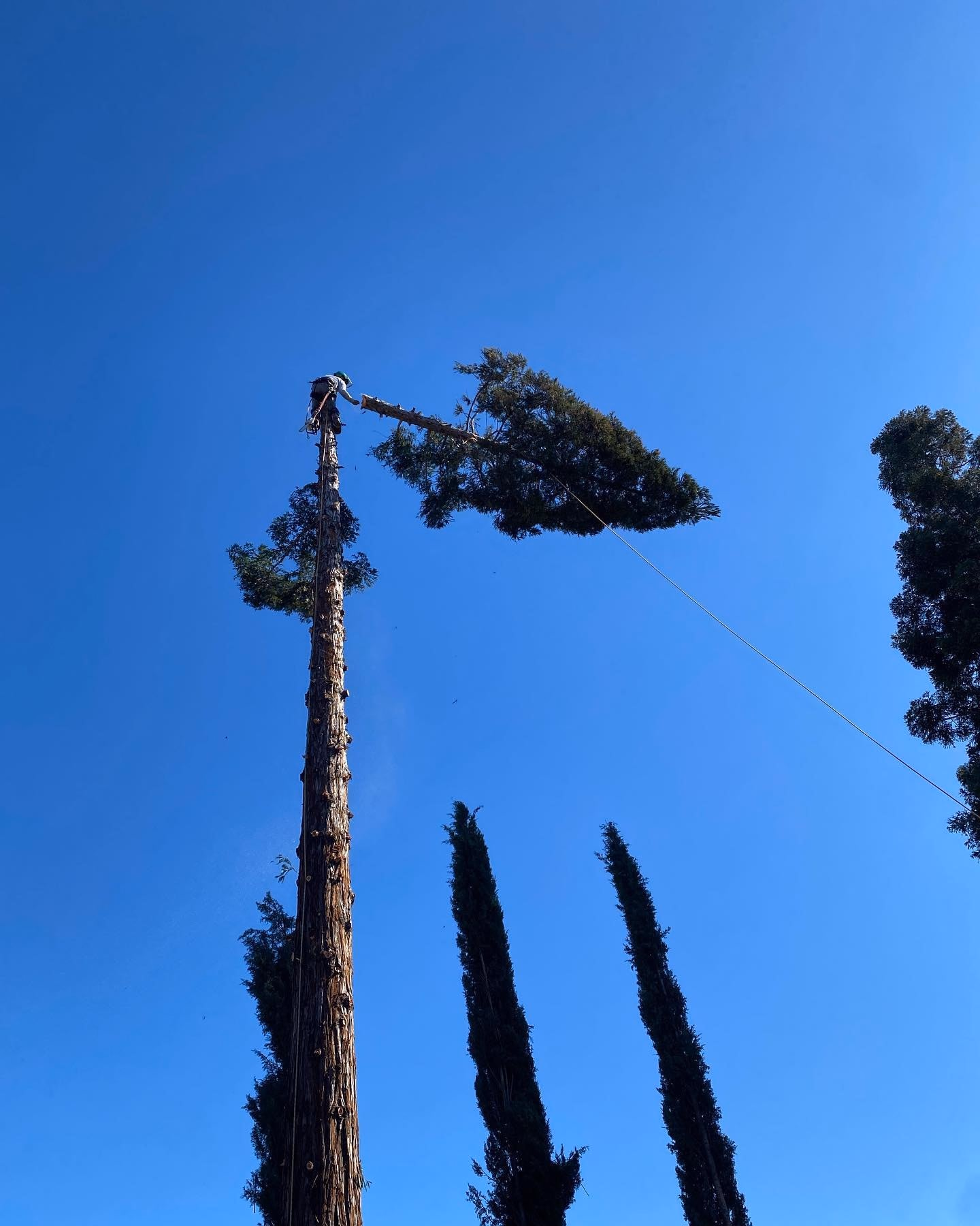 Environmental Tree Service: cut section being lowered on a rope